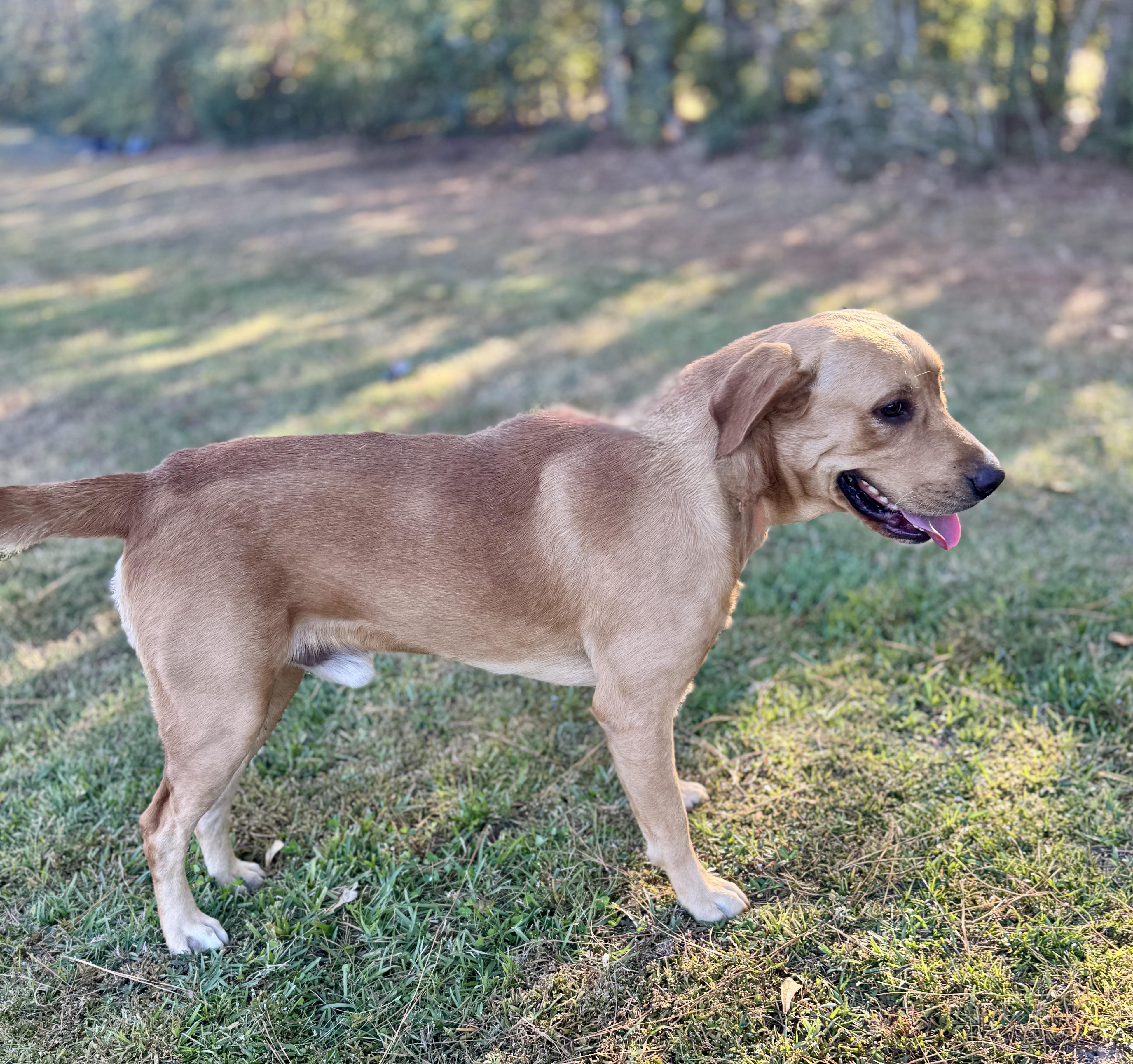 Enlarge Sonny, an adopted mixed breed in Rocky Hill, CT image 5/5