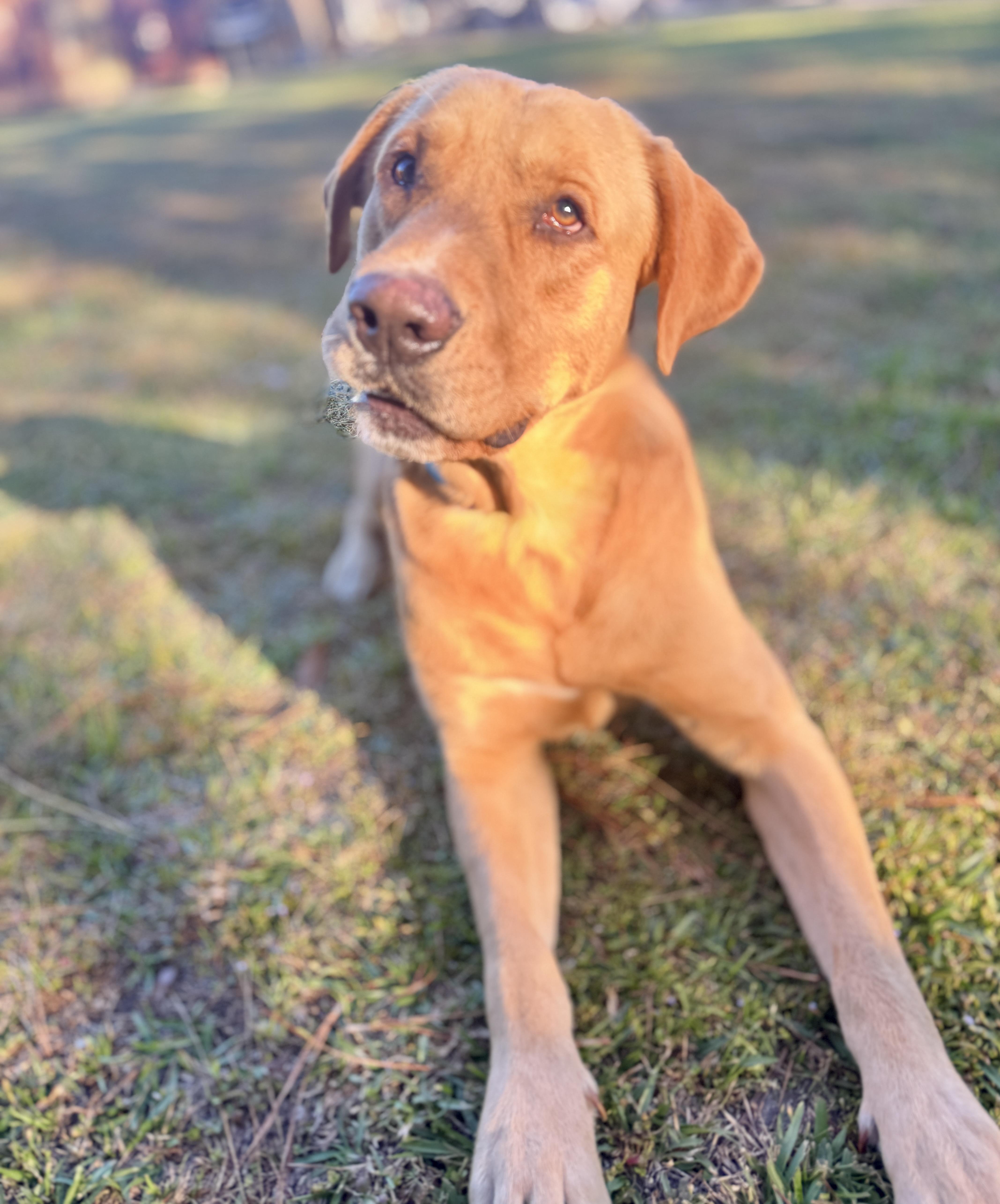 Enlarge Sonny, an adopted mixed breed in Rocky Hill, CT image 2/5
