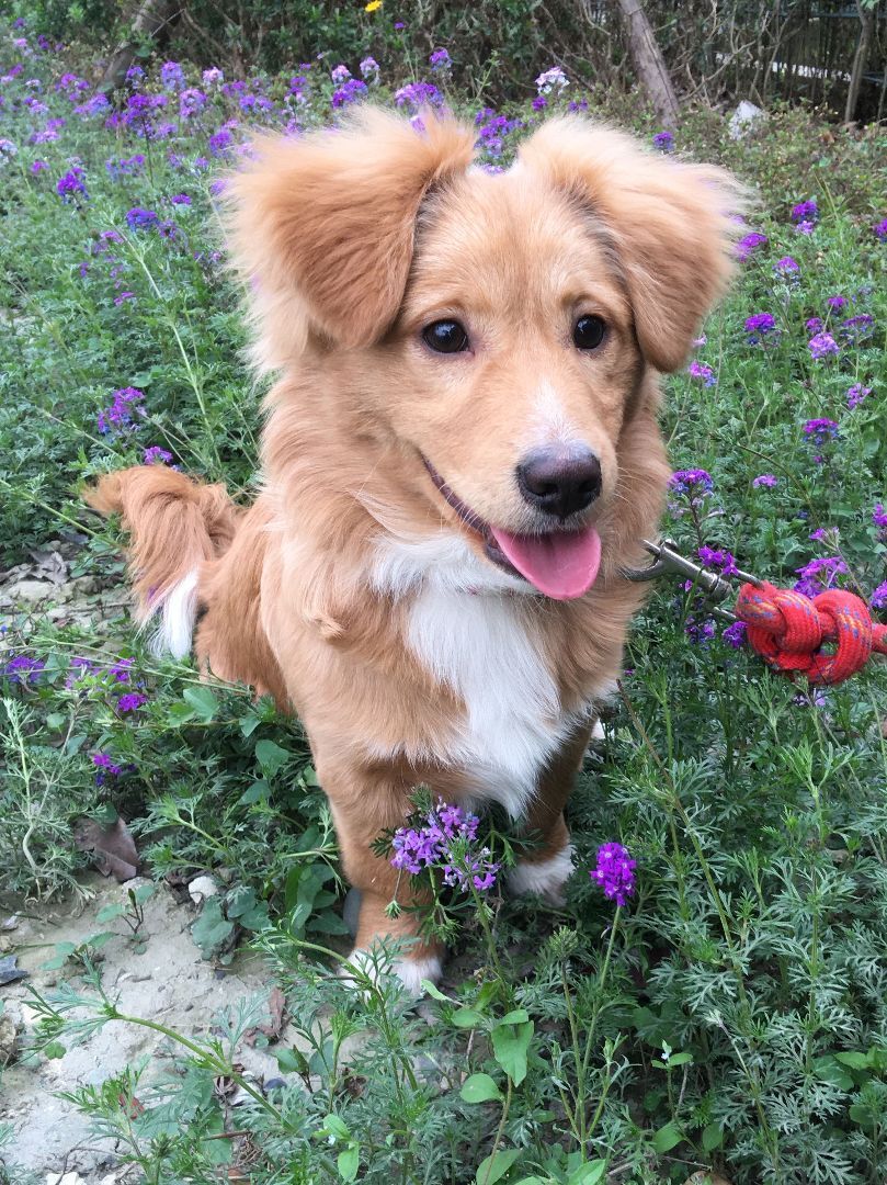 Enlarge Luca-- Adoption Pending, a Adopted mixed breed in Richmond, BC image 1/11