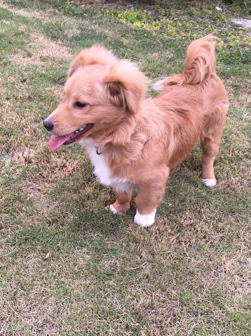 Enlarge Luca-- Adoption Pending, a Adopted mixed breed in Richmond, BC image 2/11