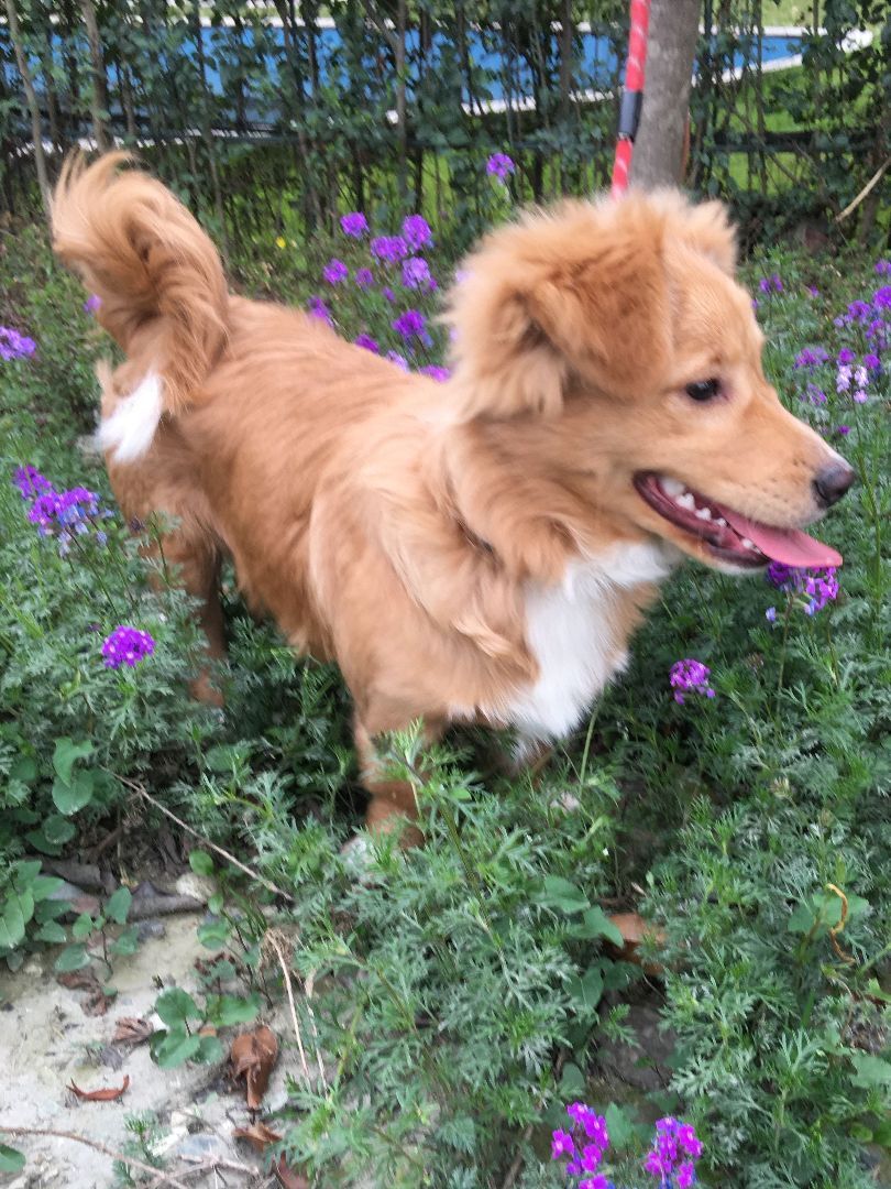 Enlarge Luca-- Adoption Pending, a Adopted mixed breed in Richmond, BC image 3/11