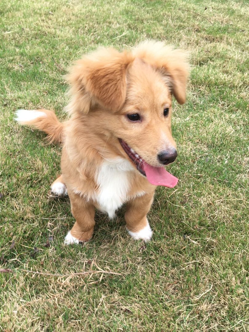 Enlarge Luca-- Adoption Pending, a Adopted mixed breed in Richmond, BC image 4/11