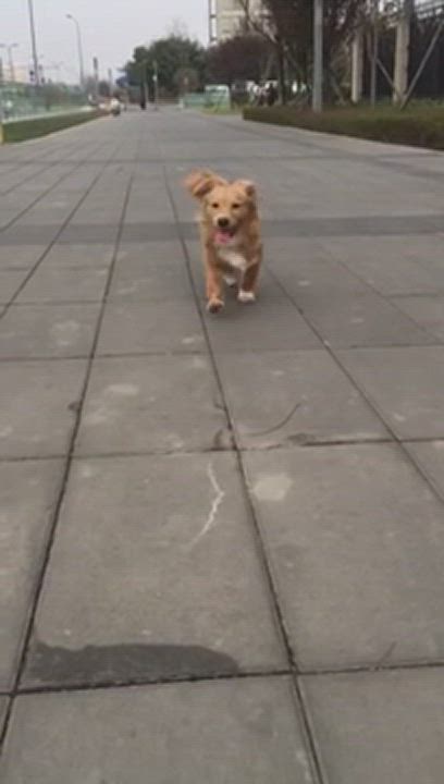 Enlarge Luca-- Adoption Pending, a Adopted mixed breed in Richmond, BC video 10/11