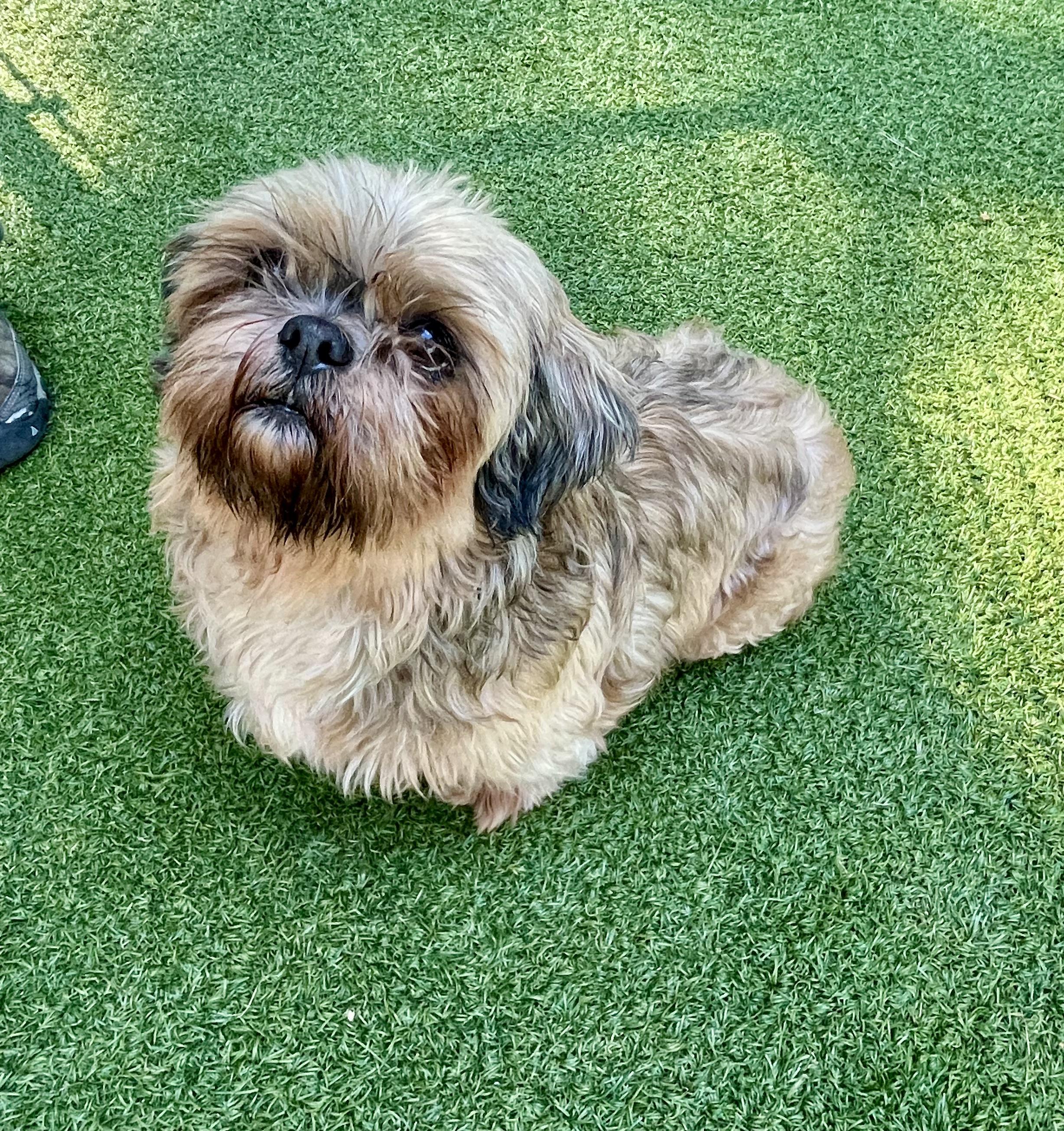 Enlarge Lucy, a Adoptable Havanese in Greenwich, CT image 2/4
