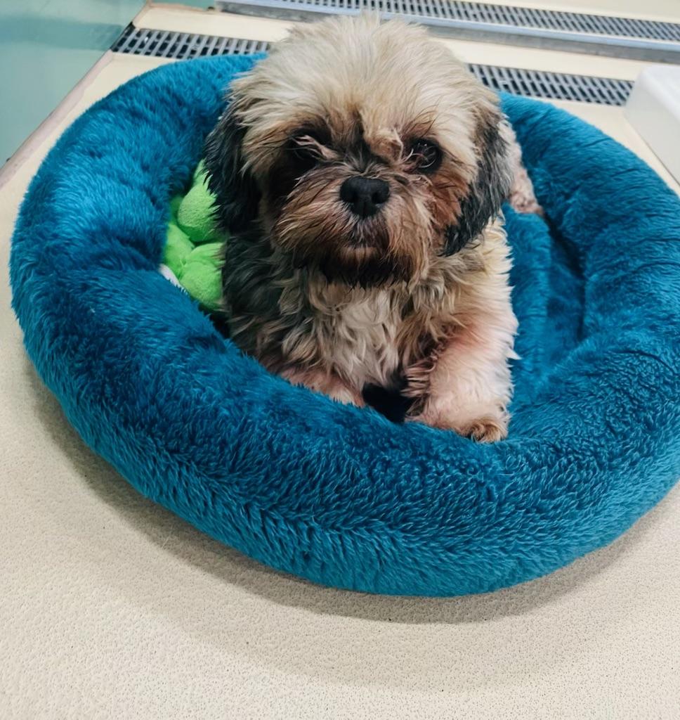 Enlarge Lucy, a Adoptable Havanese in Greenwich, CT image 3/4