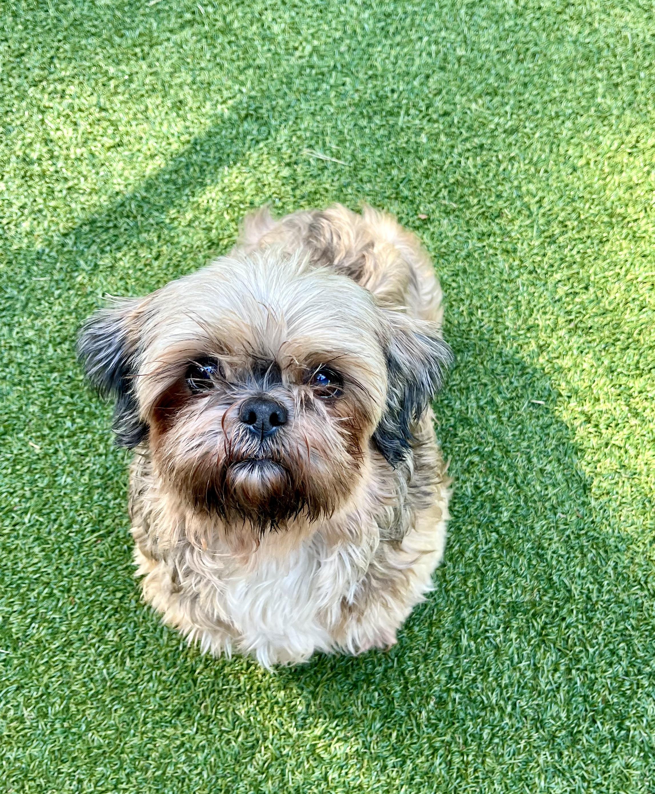Lucy, Adoptable, Adult Female Havanese.