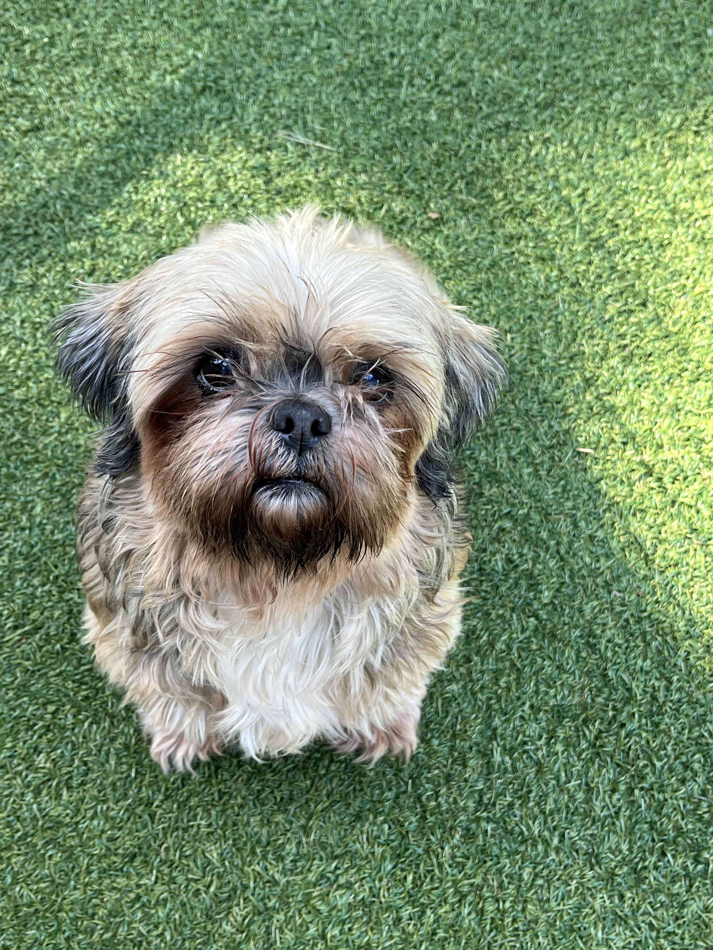 Enlarge Lucy, a Adoptable Havanese in Greenwich, CT image 4/4