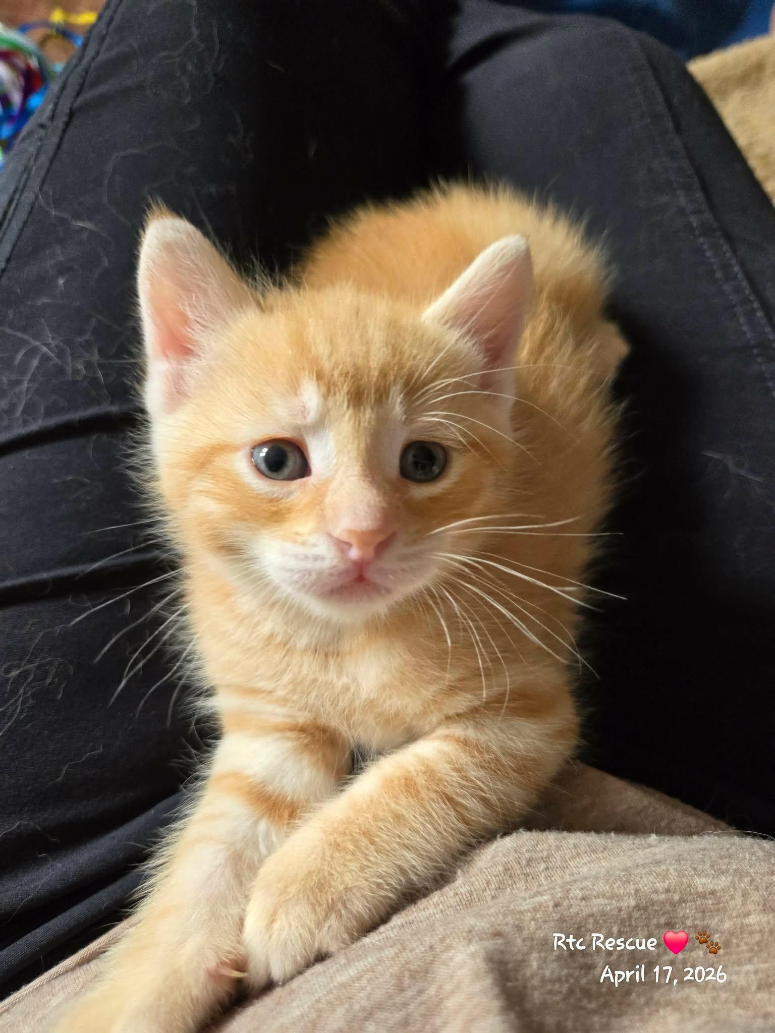 Declan, adopted, Kitten Male Domestic Short Hair.