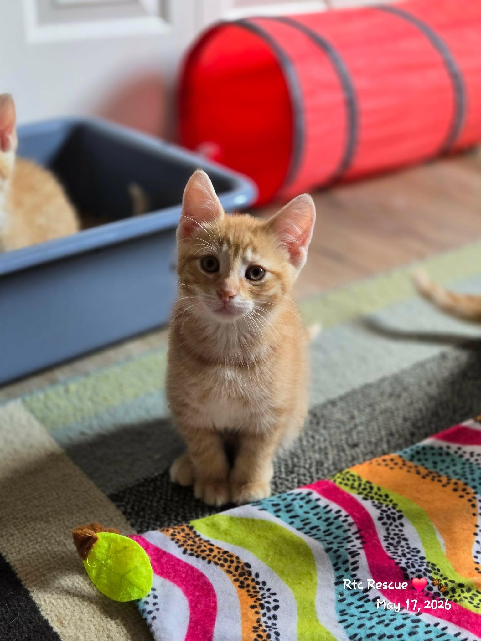 Enlarge Declan, an adopted Domestic Short Hair in Shakespeare, ON image 6/6