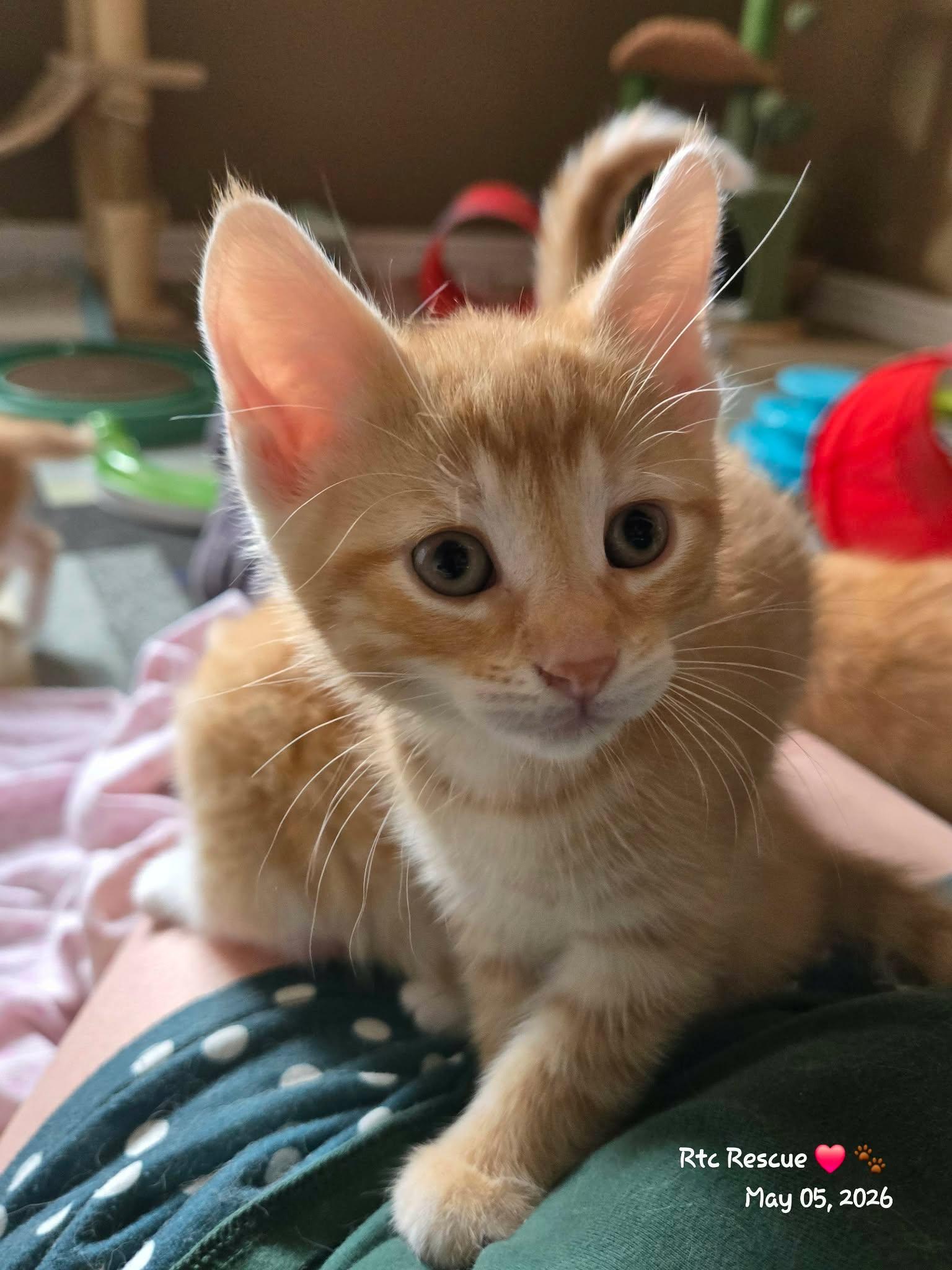 Enlarge Declan, an adopted Domestic Short Hair in Shakespeare, ON image 2/6