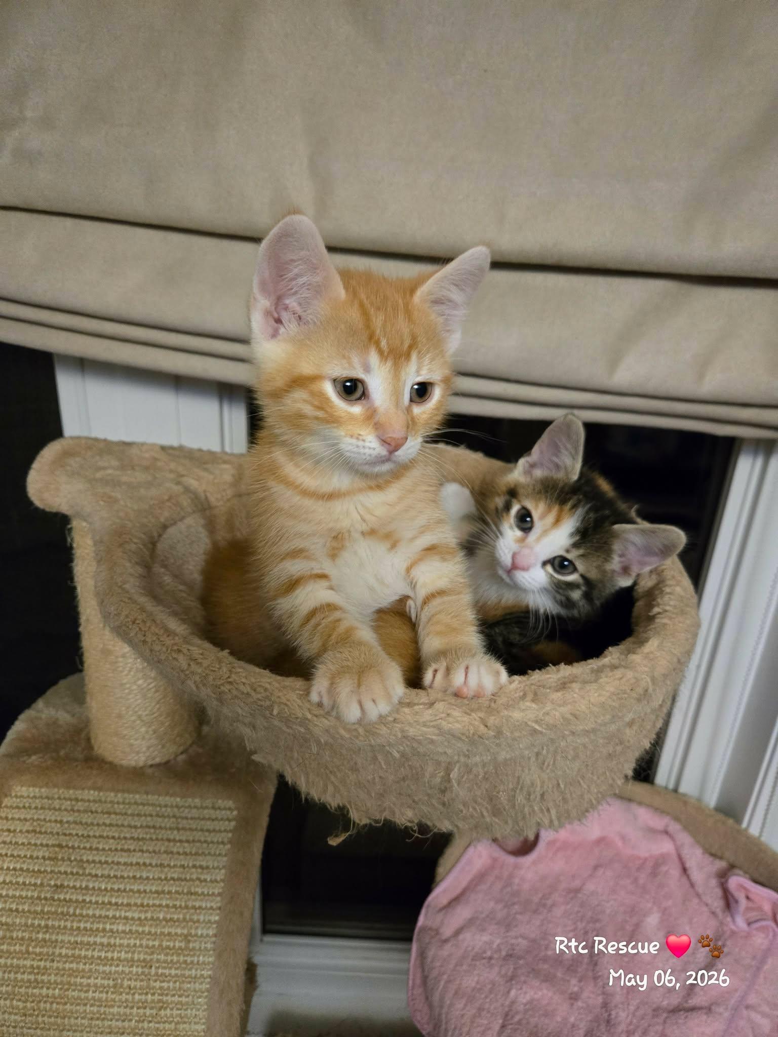 Enlarge Declan, an adopted Domestic Short Hair in Shakespeare, ON image 3/6