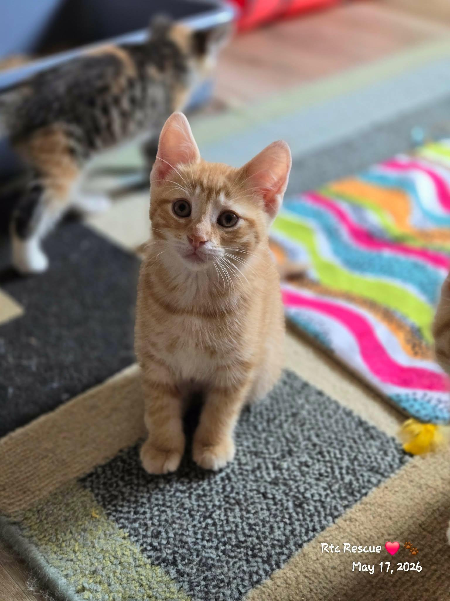 Enlarge Declan, an adopted Domestic Short Hair in Shakespeare, ON image 5/6