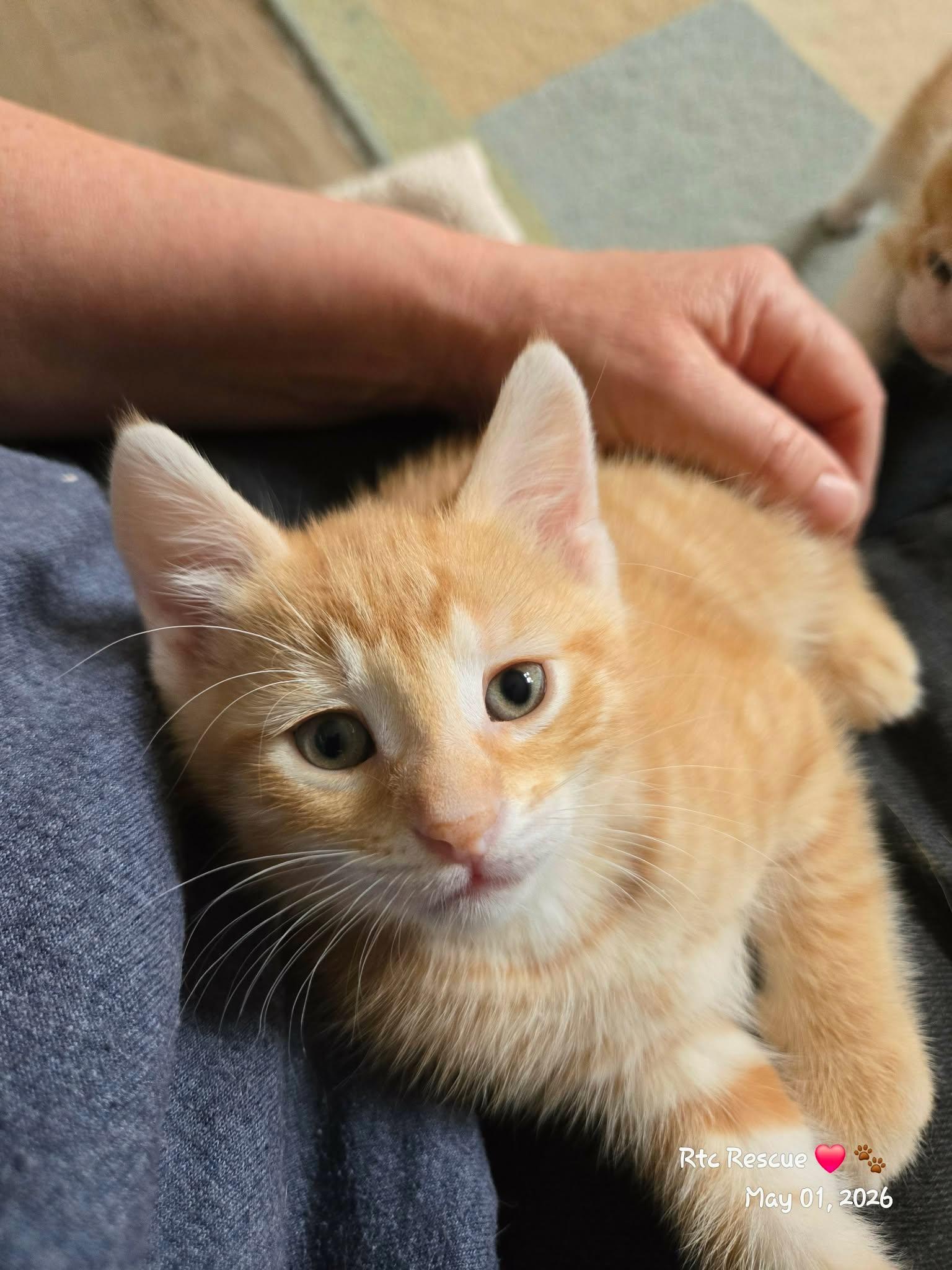 Enlarge Declan, an adopted Domestic Short Hair in Shakespeare, ON image 4/6