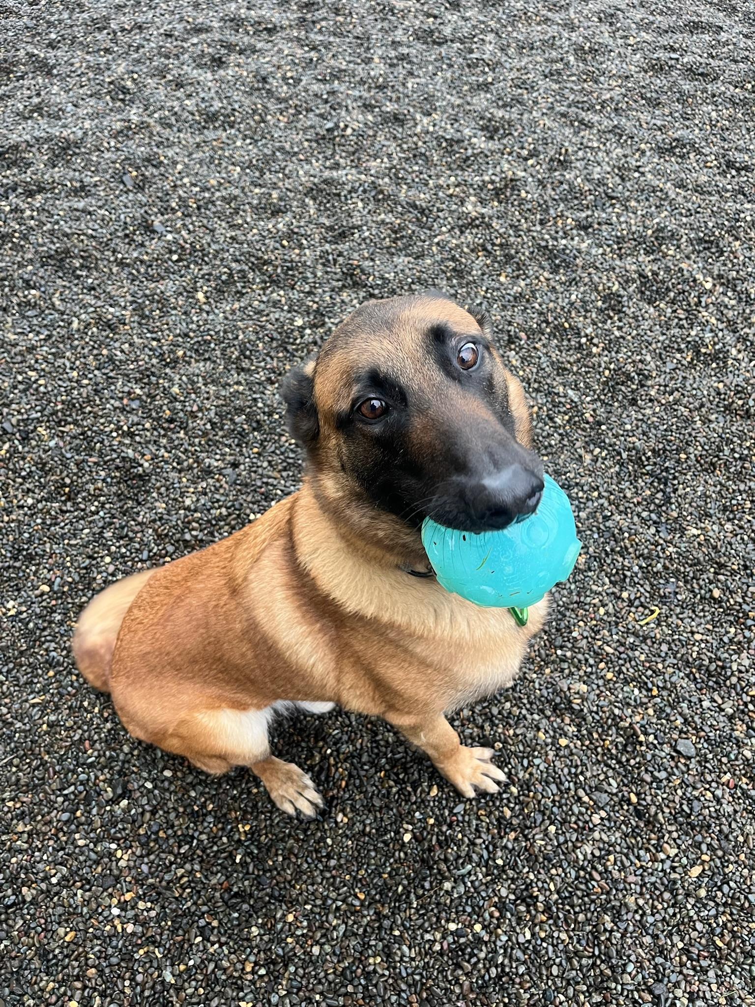 Enlarge Rito, a Adoptable Belgian Shepherd / Malinois in Seattle , WA image 4/6