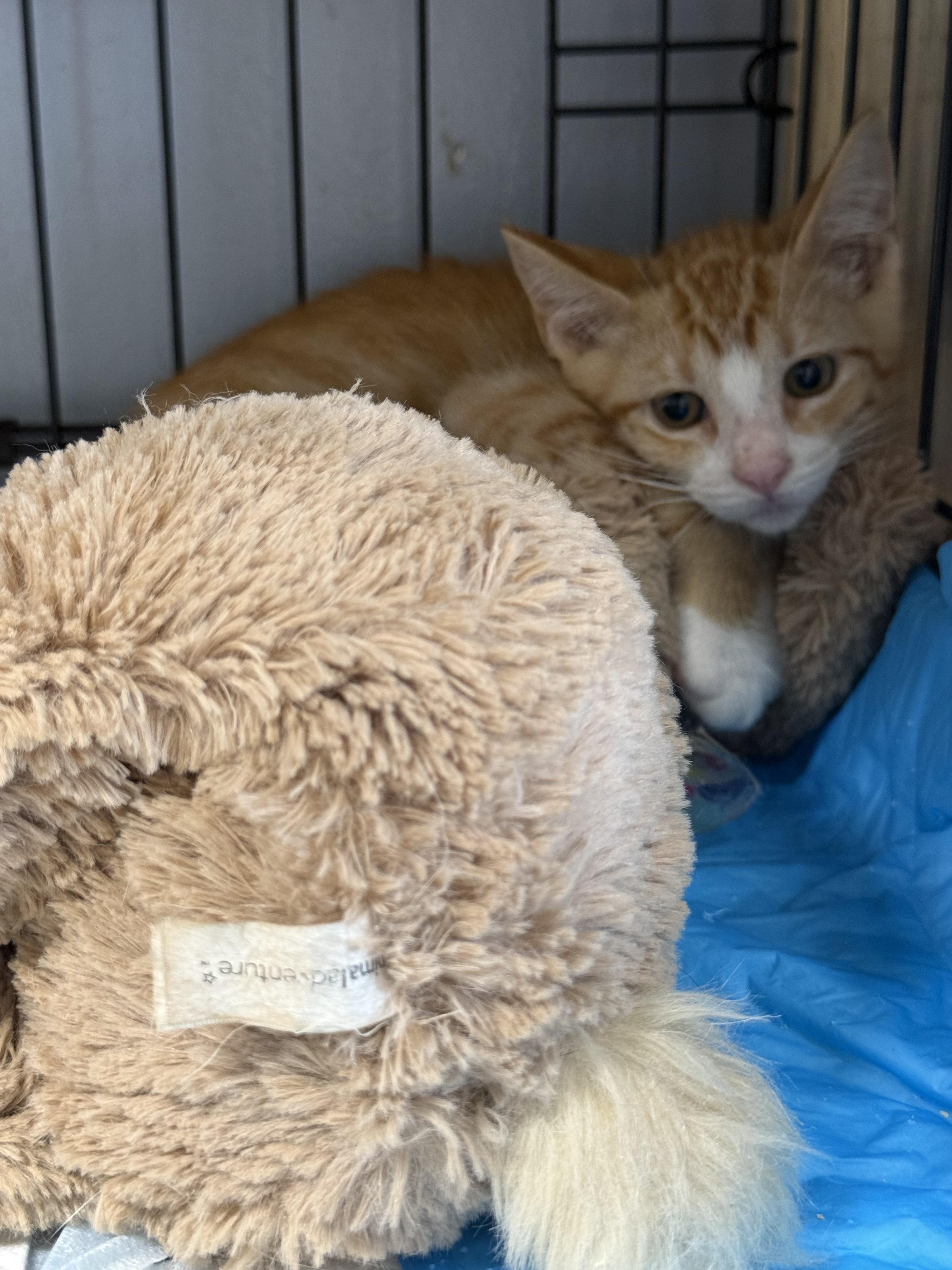 Enlarge Door Dash, a Adoptable Domestic Short Hair in Houston, TX image 1/1