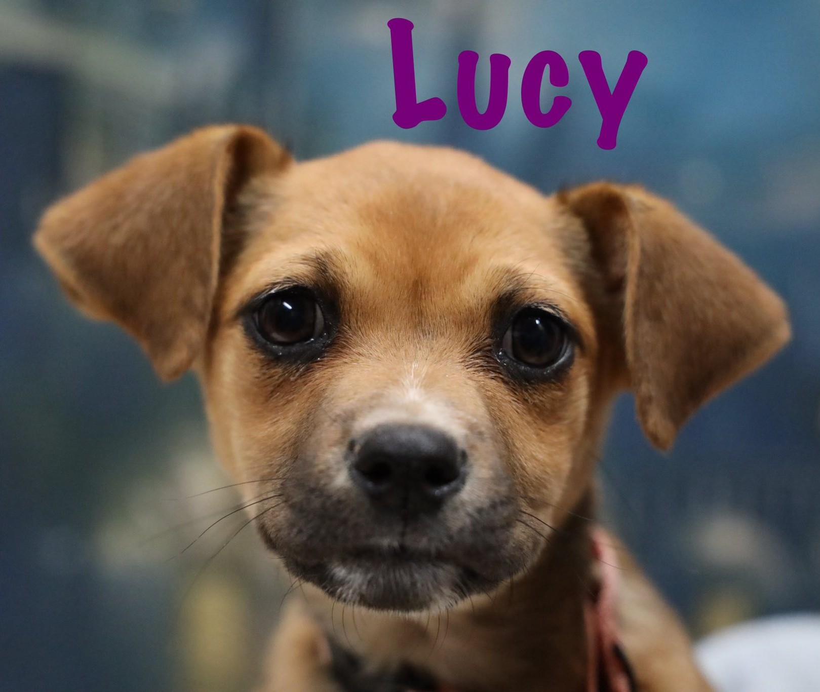 Enlarge Lucy, an adopted mixed breed in Albany, NY image 2/6