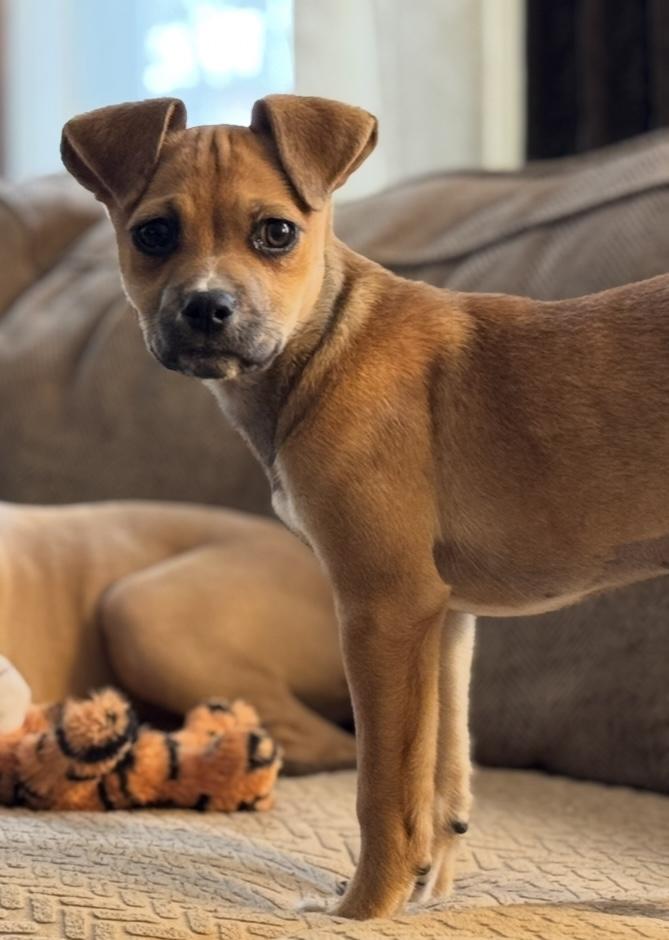 Enlarge Lucy, an adopted mixed breed in Albany, NY image 6/6