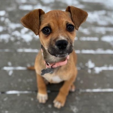 Enlarge Lucy, an adopted mixed breed in Albany, NY image 5/6