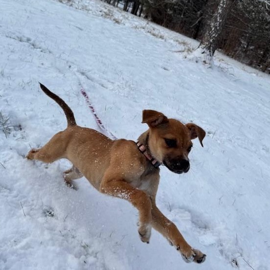 Enlarge Lucy, an adopted mixed breed in Albany, NY image 3/6