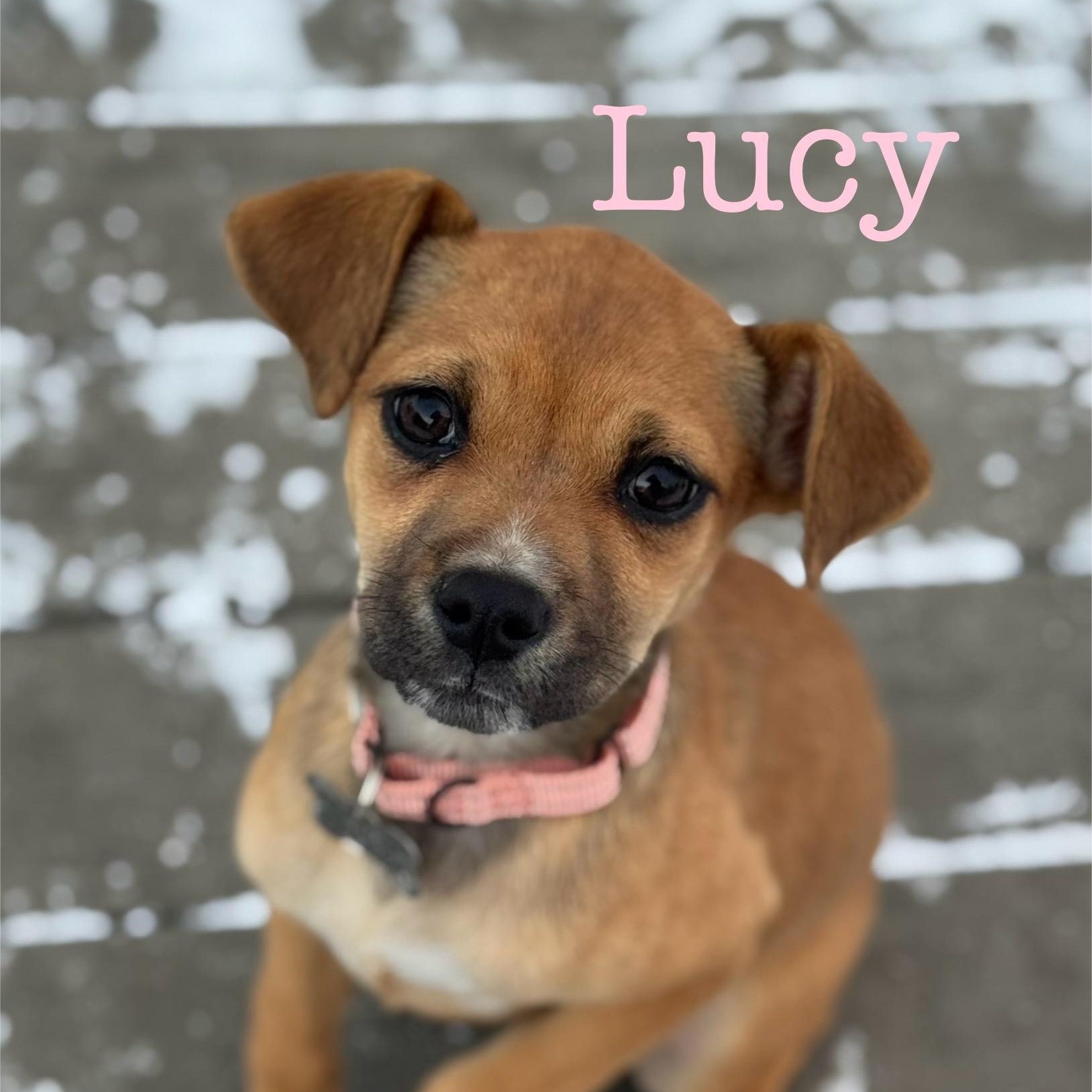 Enlarge Lucy, an adopted mixed breed in Albany, NY image 1/6
