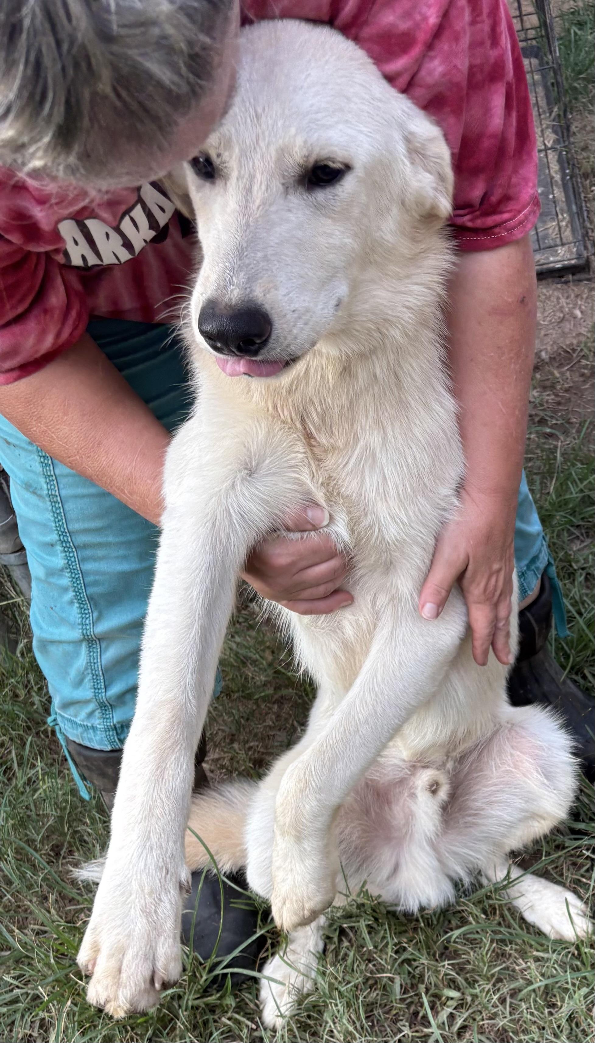 JILL, a Adoptable mixed breed in Dallas, TX image 2/6