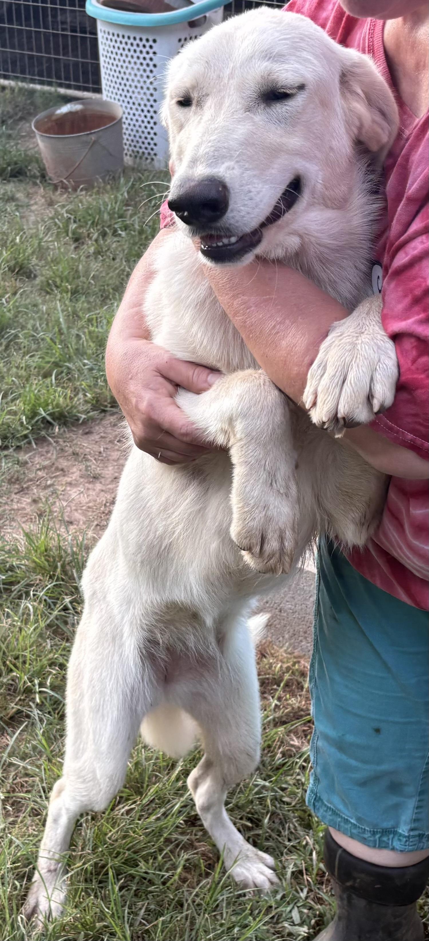 JILL, a Adoptable mixed breed in Dallas, TX image 4/6