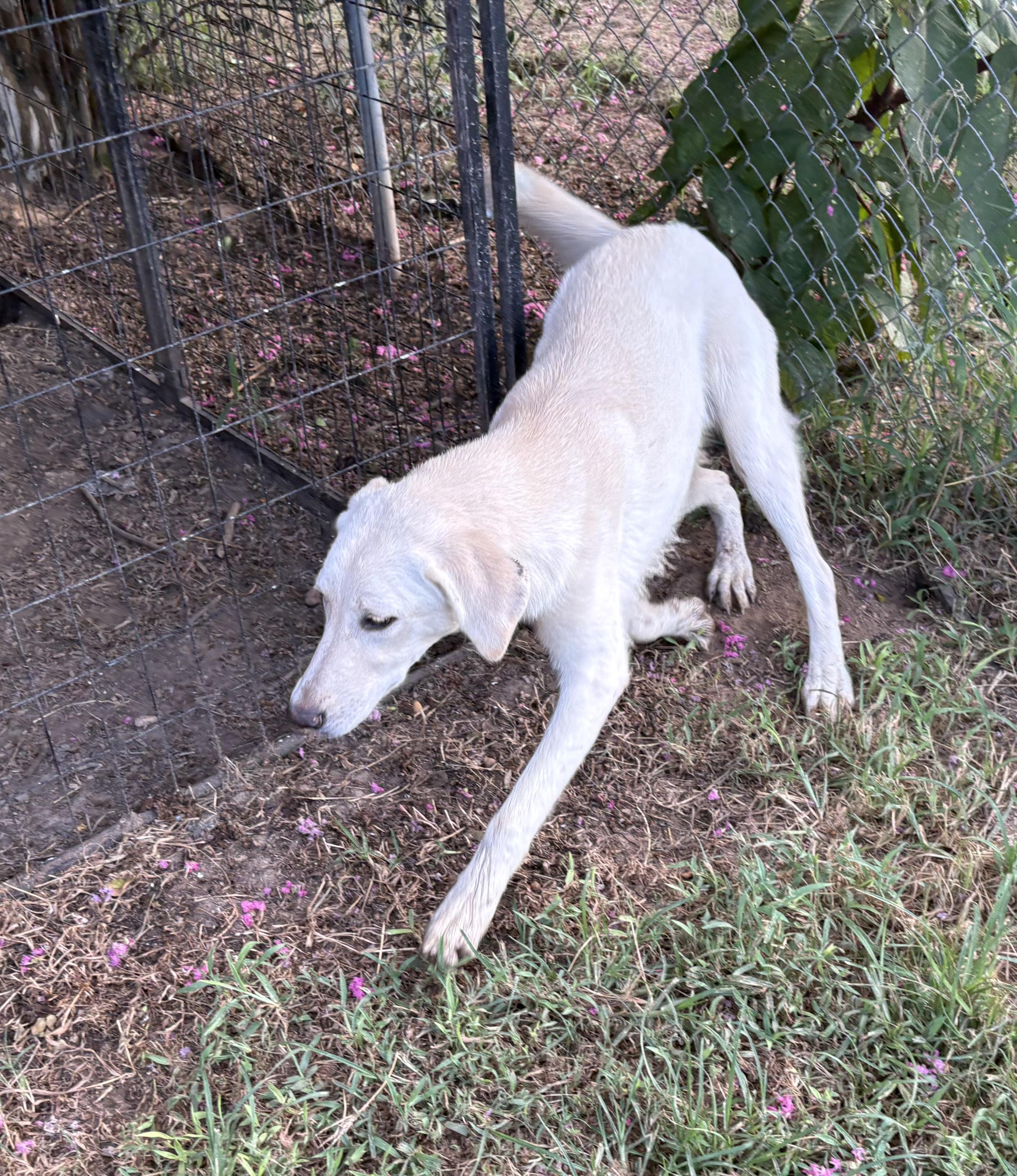 JILL, a Adoptable mixed breed in Dallas, TX image 5/6