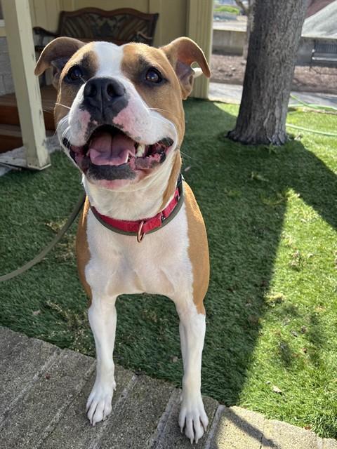 Enlarge Ravioli, a ADOPTABLE mixed breed in Phoenix, OR image 1/5