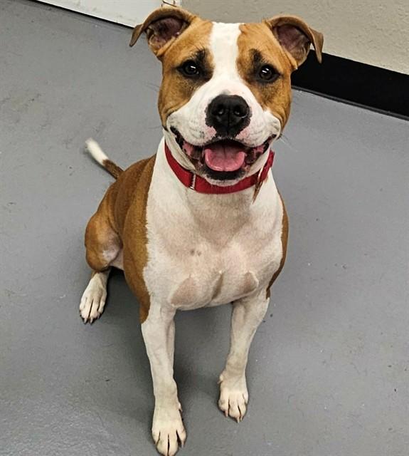 Enlarge Ravioli, a ADOPTABLE mixed breed in Phoenix, OR image 5/5