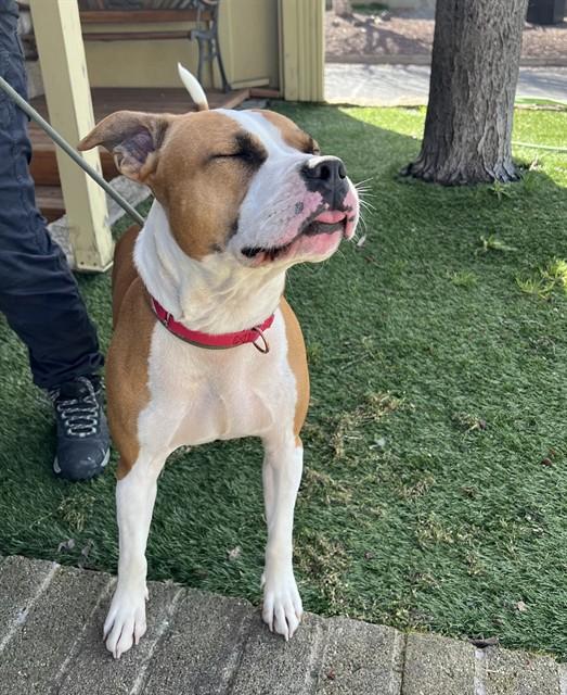 Enlarge Ravioli, a ADOPTABLE mixed breed in Phoenix, OR image 3/5