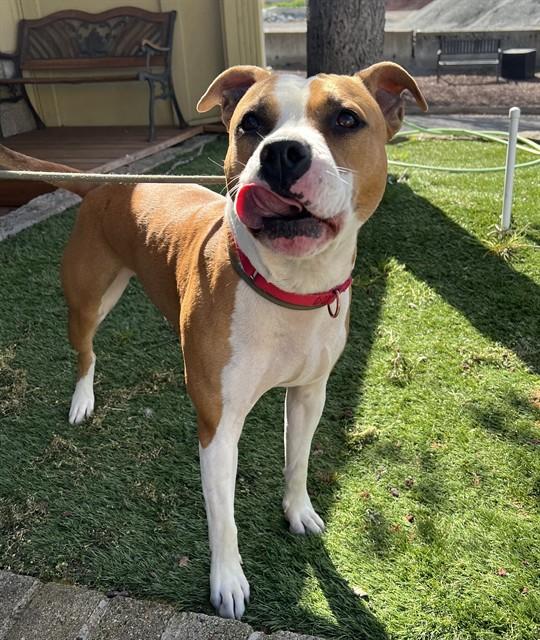 Enlarge Ravioli, a ADOPTABLE mixed breed in Phoenix, OR image 4/5