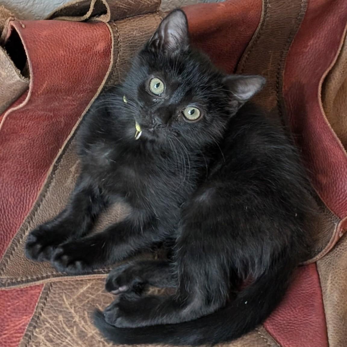 Baby Nadi, Baby Female American Shorthair
