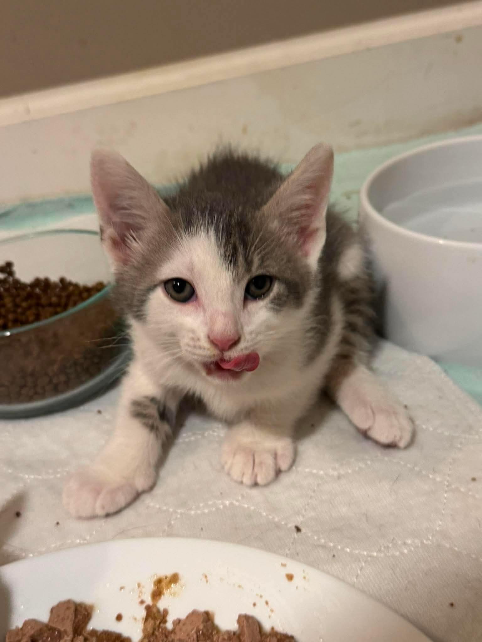 Tank, Adoptable, Kitten Male Domestic Short Hair.