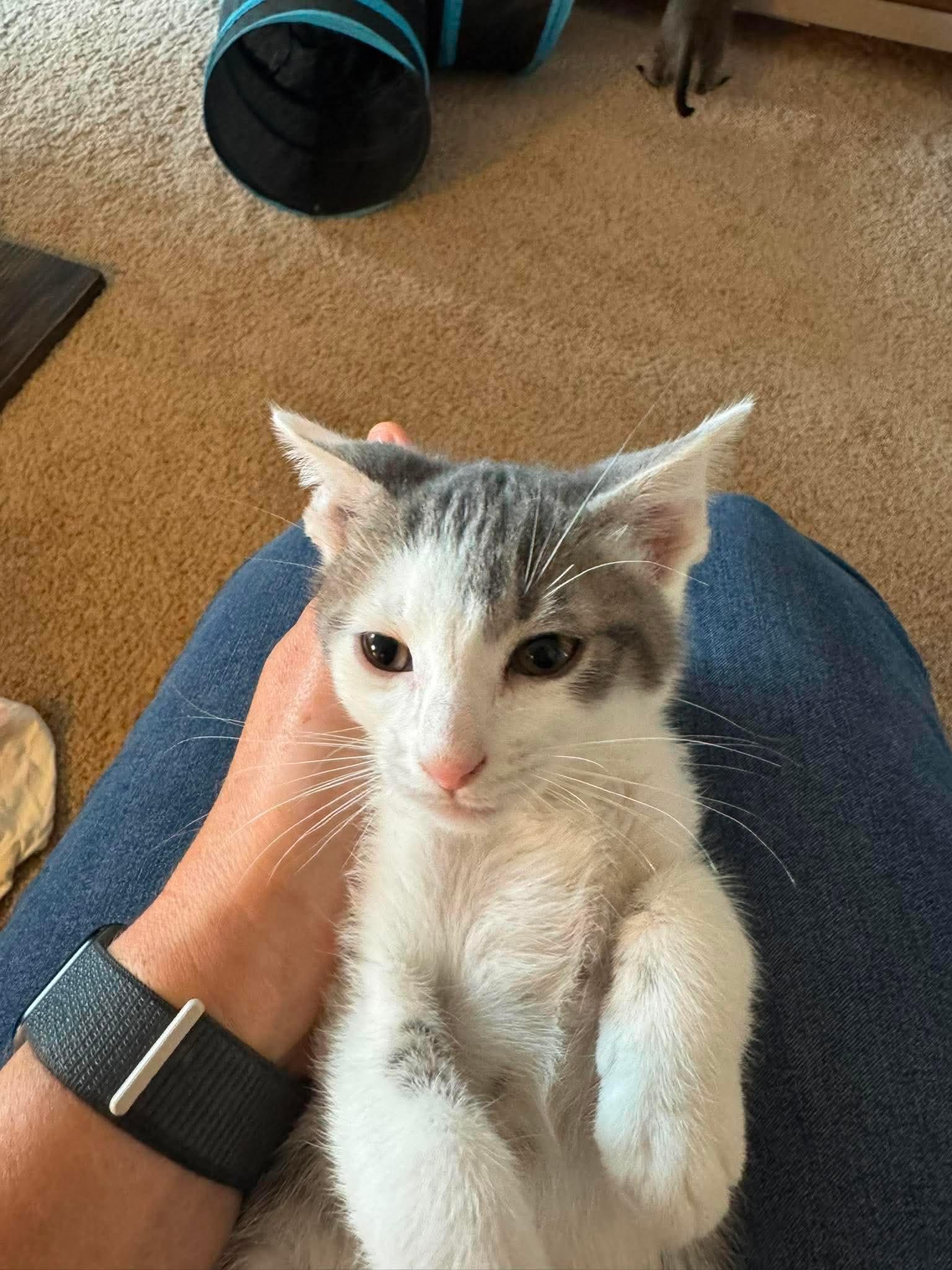 Enlarge Tank, a Adoptable Domestic Short Hair in Minneapolis, MN image 2/3