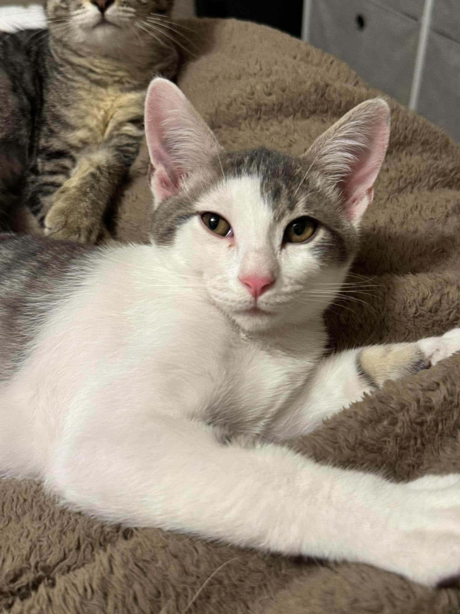Enlarge Tank, a Adoptable Domestic Short Hair in Minneapolis, MN image 2/3