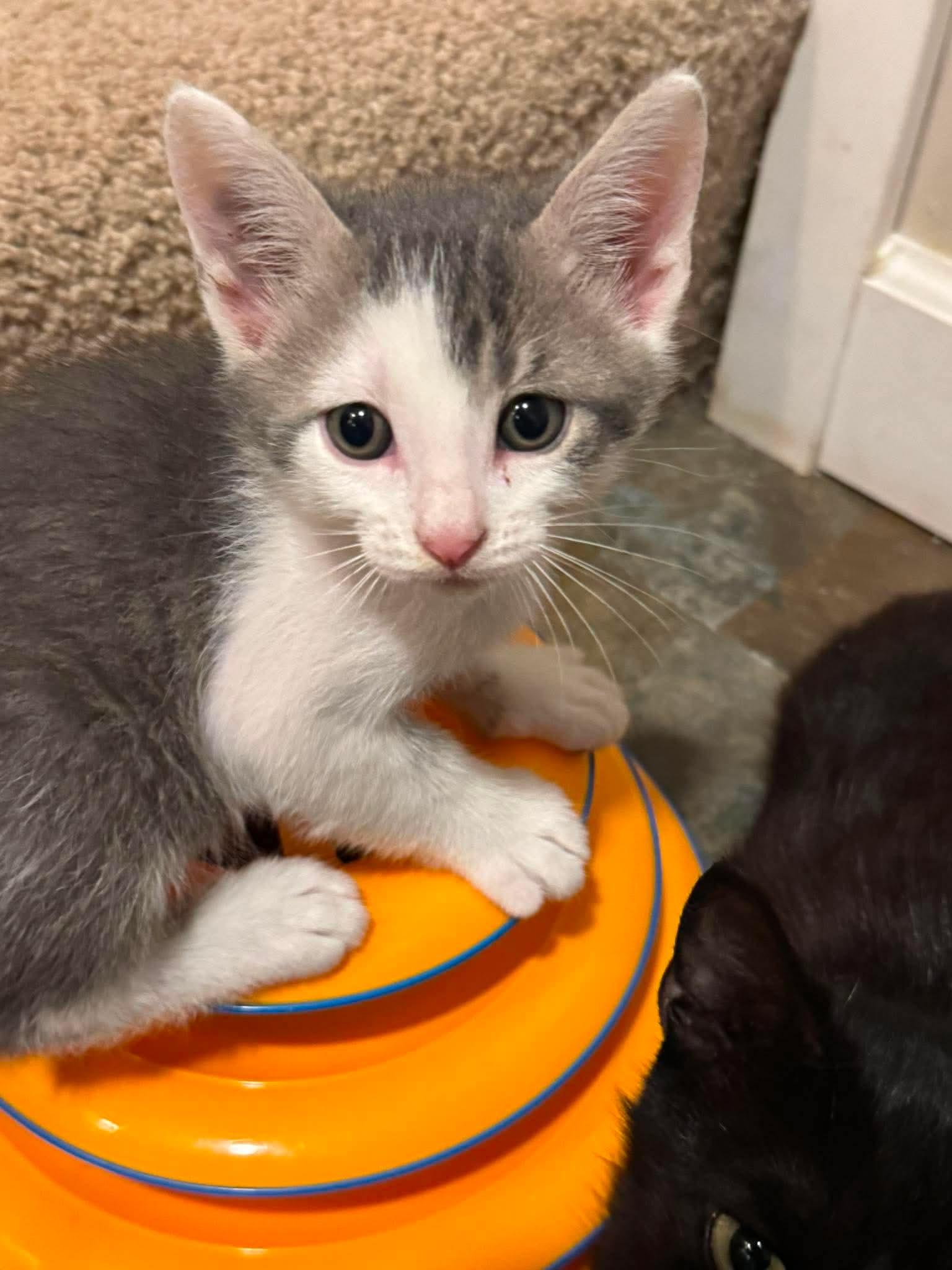Enlarge Tank, a Adoptable Domestic Short Hair in Minneapolis, MN image 3/3