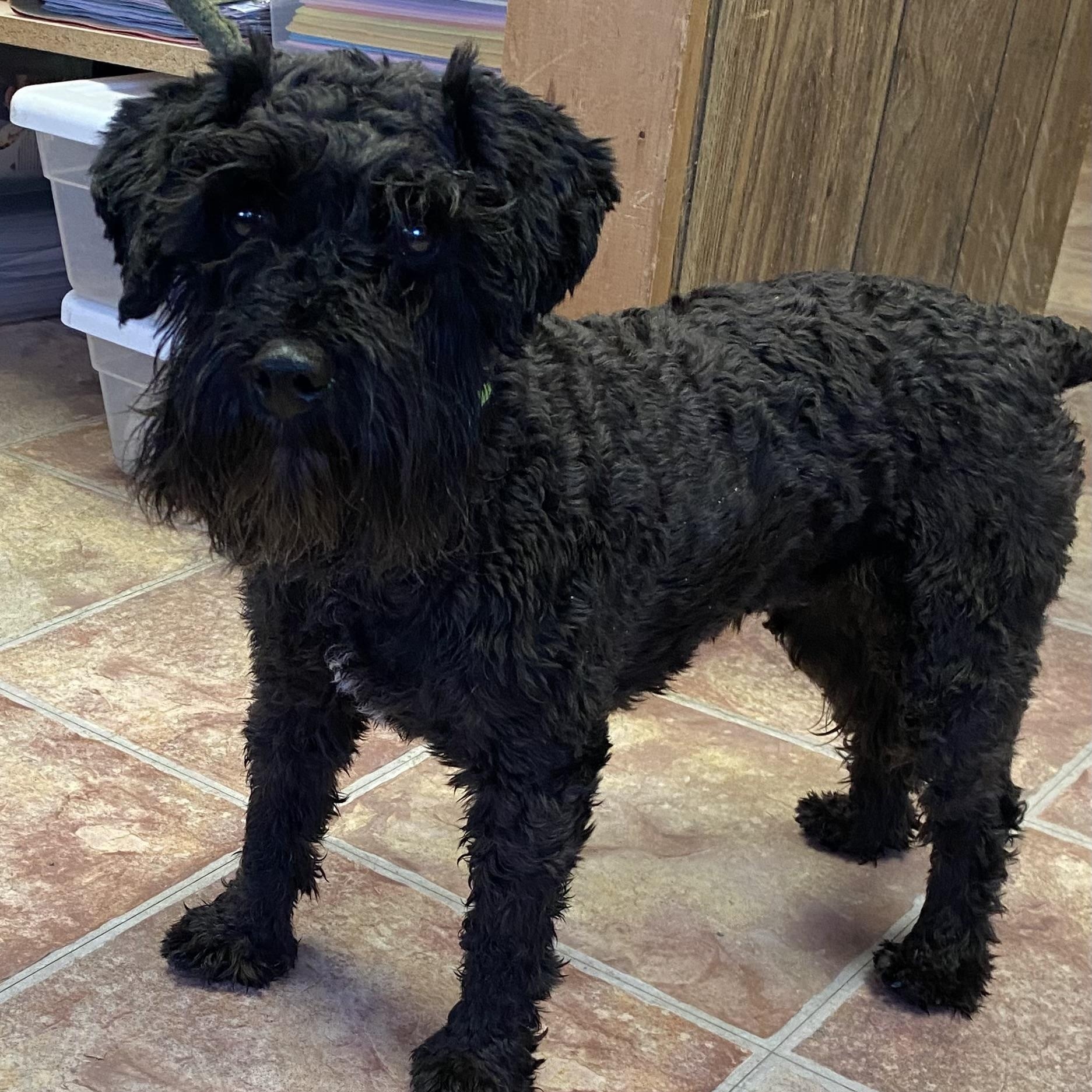 Raven, Adopted, Adult Female Miniature Schnauzer.