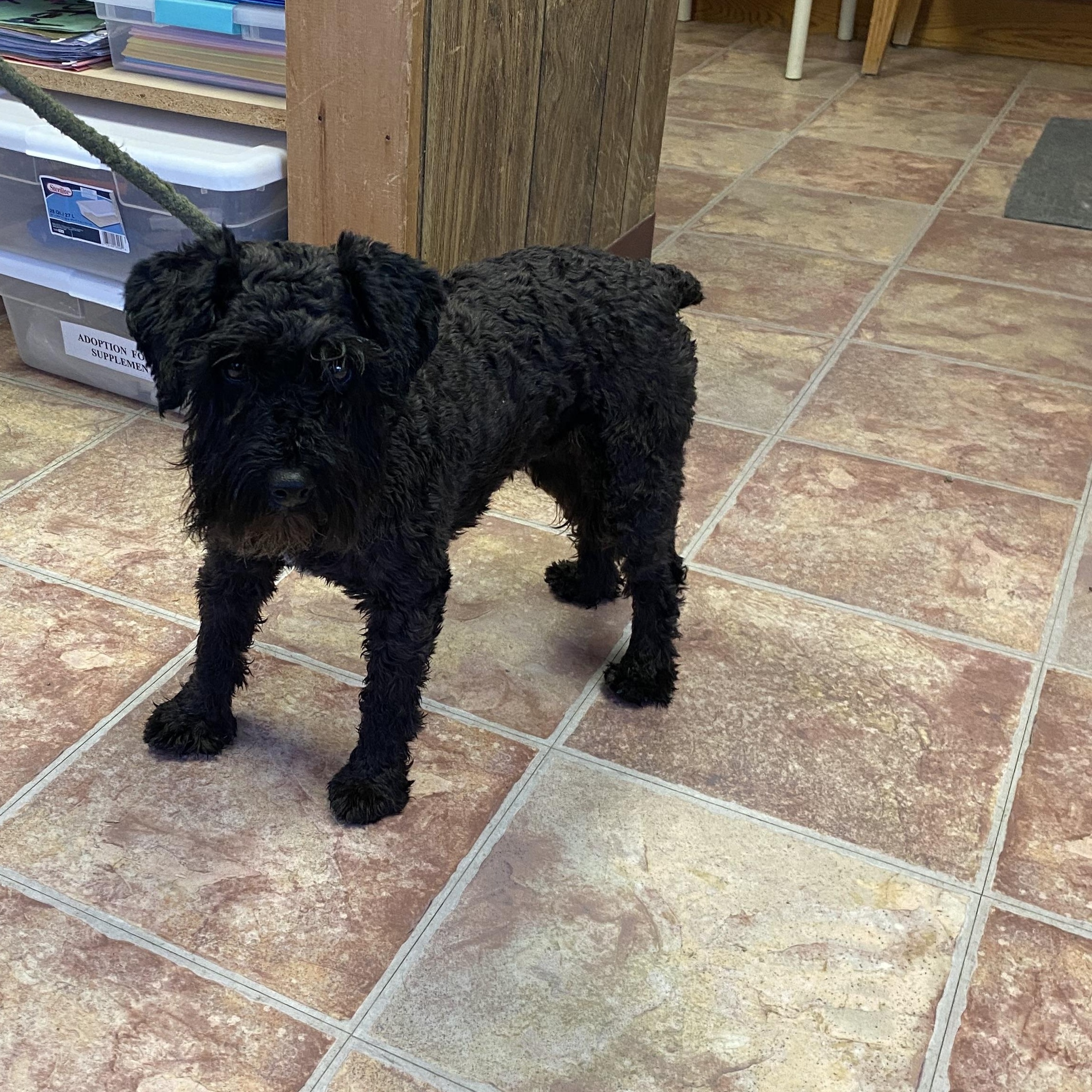 Enlarge Raven, a Adopted Miniature Schnauzer in Choteau, MT image 2/2
