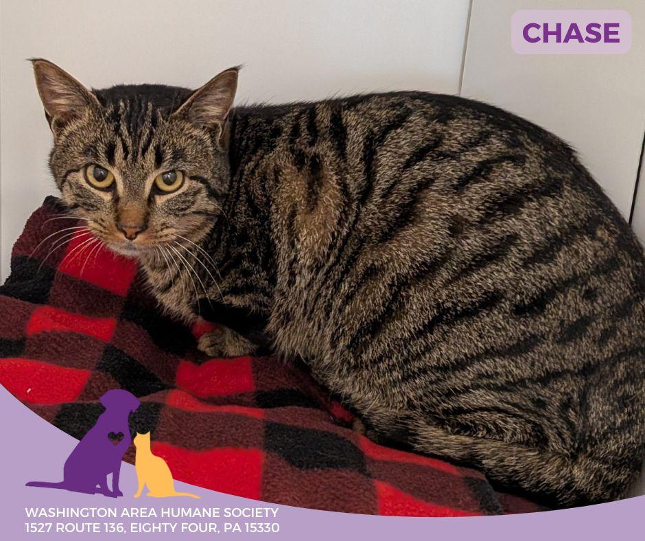 Enlarge Chase, a ADOPTABLE mixed breed in Eighty Four, PA image 3/3