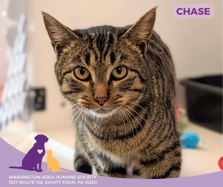 Enlarge Chase, a ADOPTABLE mixed breed in Eighty Four, PA image 1/3