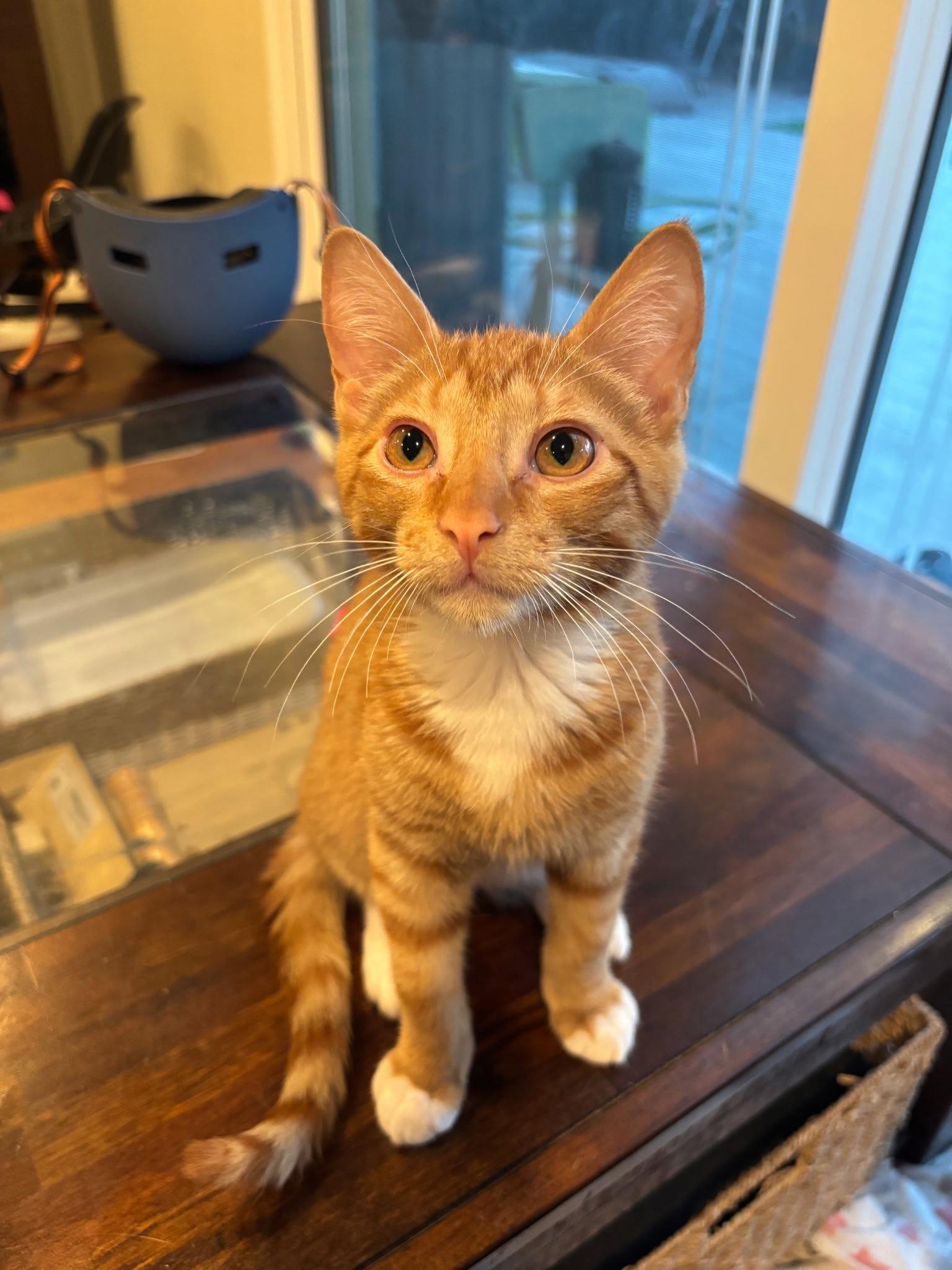 Enlarge Human Torch, a Adoptable Domestic Short Hair in Mission Viejo, CA image 1/1
