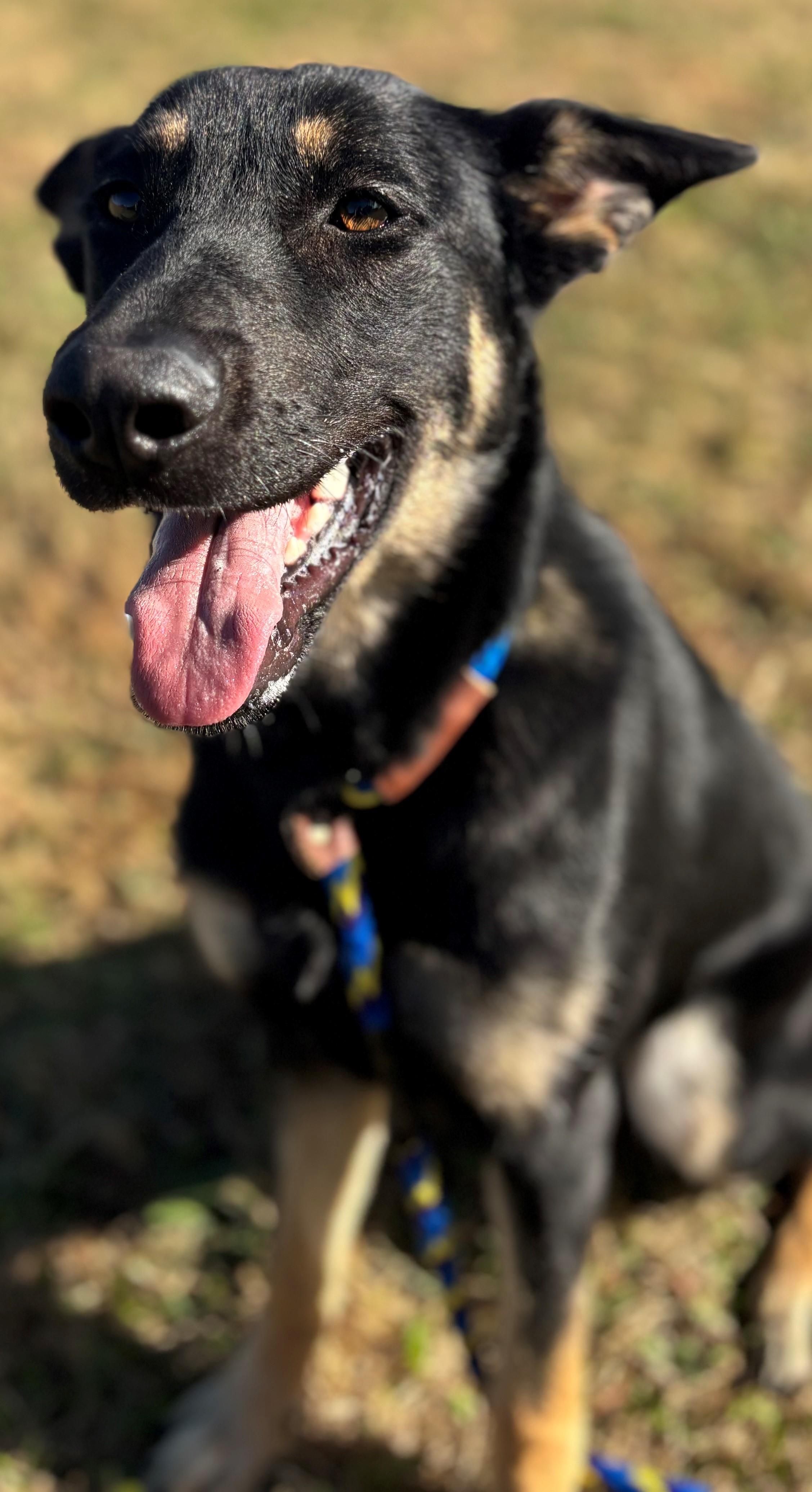 Enlarge Elvira, a Adopted German Shepherd Dog in Belvidere, IL image 1/6