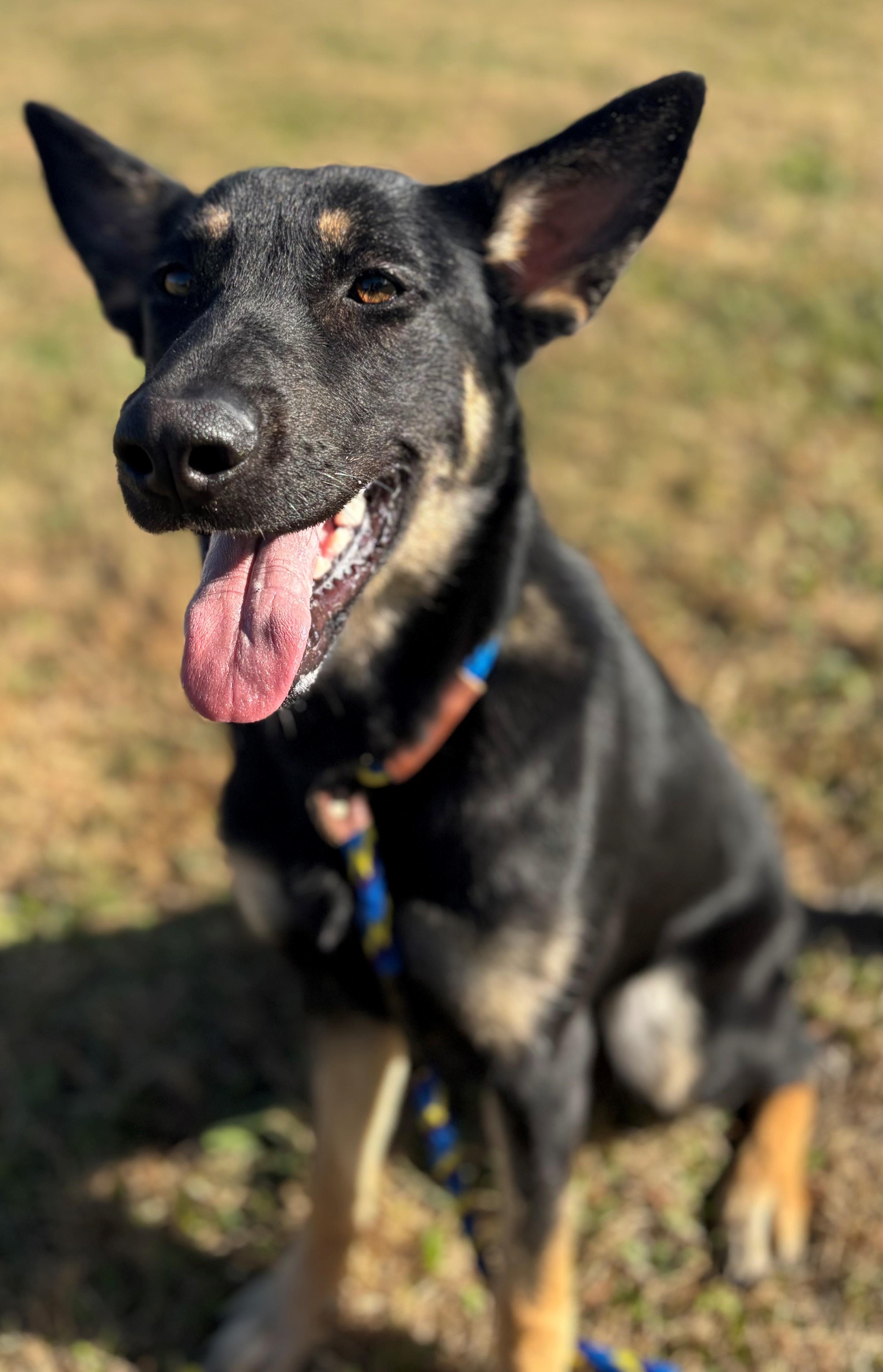 Enlarge Elvira, a Adopted German Shepherd Dog in Belvidere, IL image 3/6