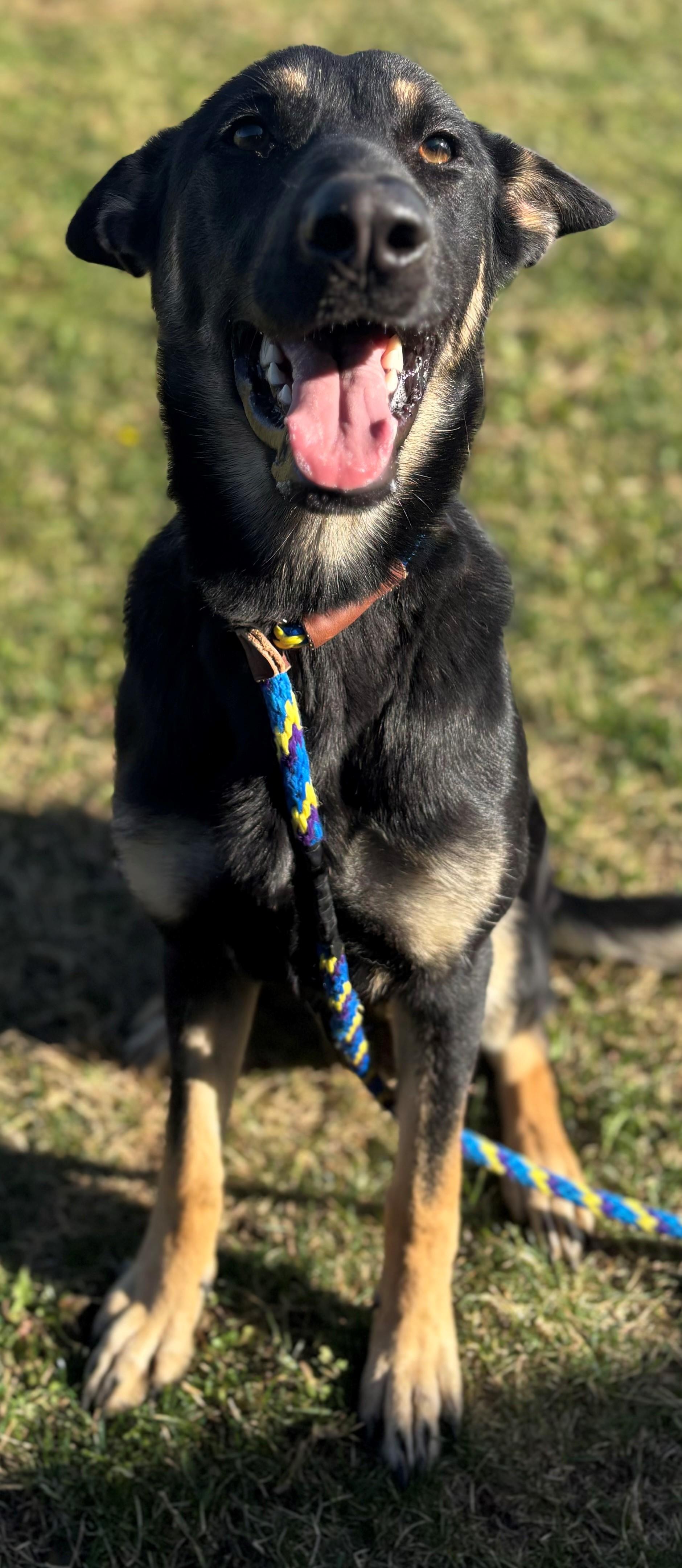 Enlarge Elvira, a Adopted German Shepherd Dog in Belvidere, IL image 4/6