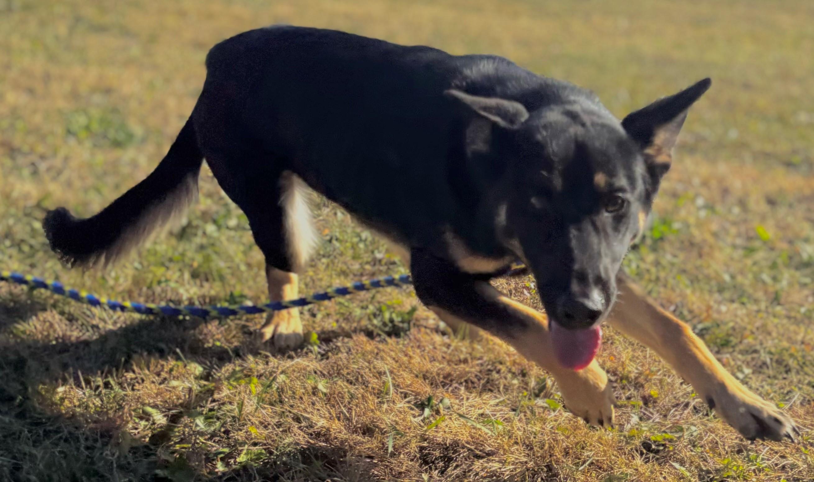 Enlarge Elvira, a Adopted German Shepherd Dog in Belvidere, IL image 5/6