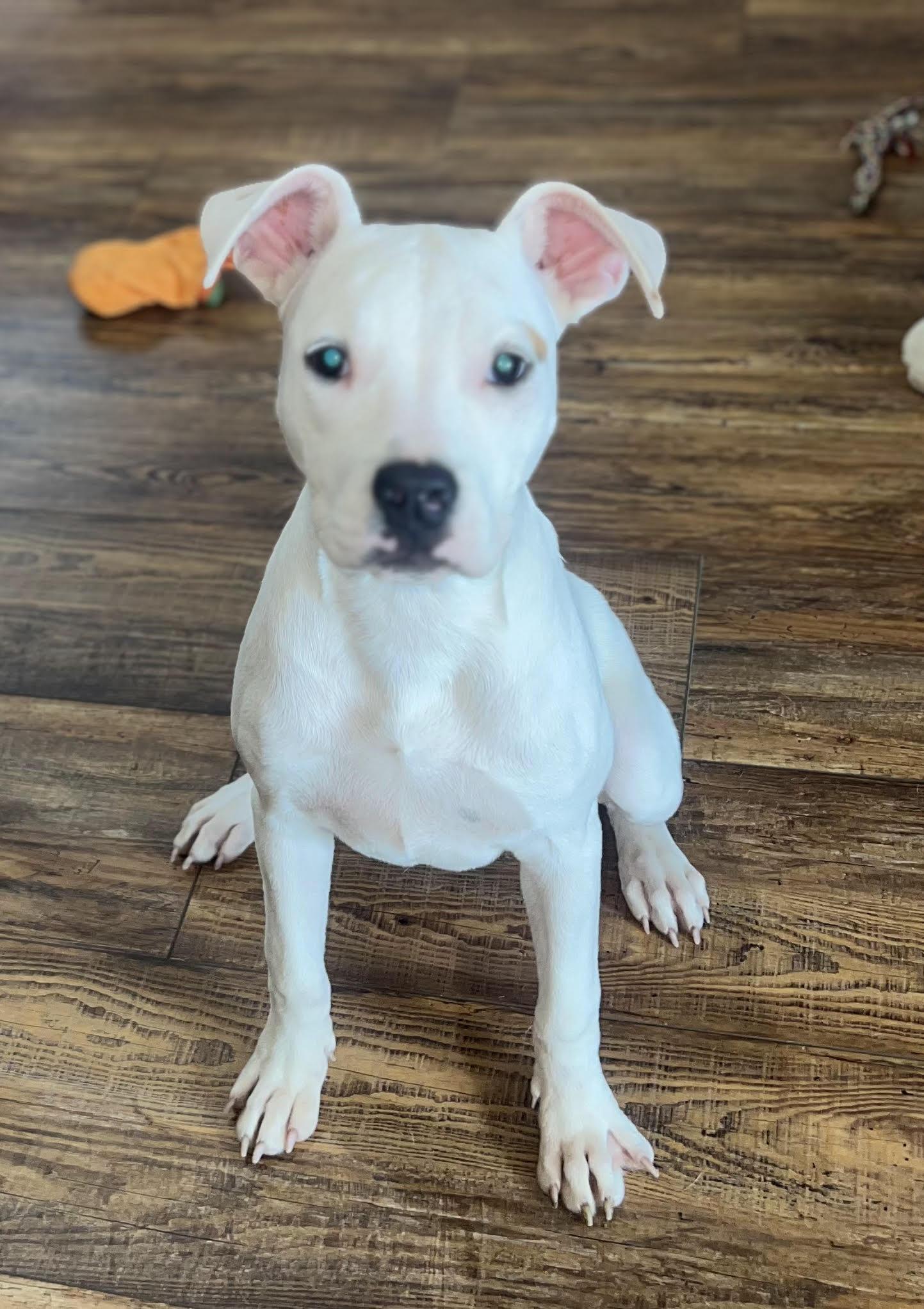 Enlarge Lulu, a Adoptable mixed breed in Medfield, MA image 1/5