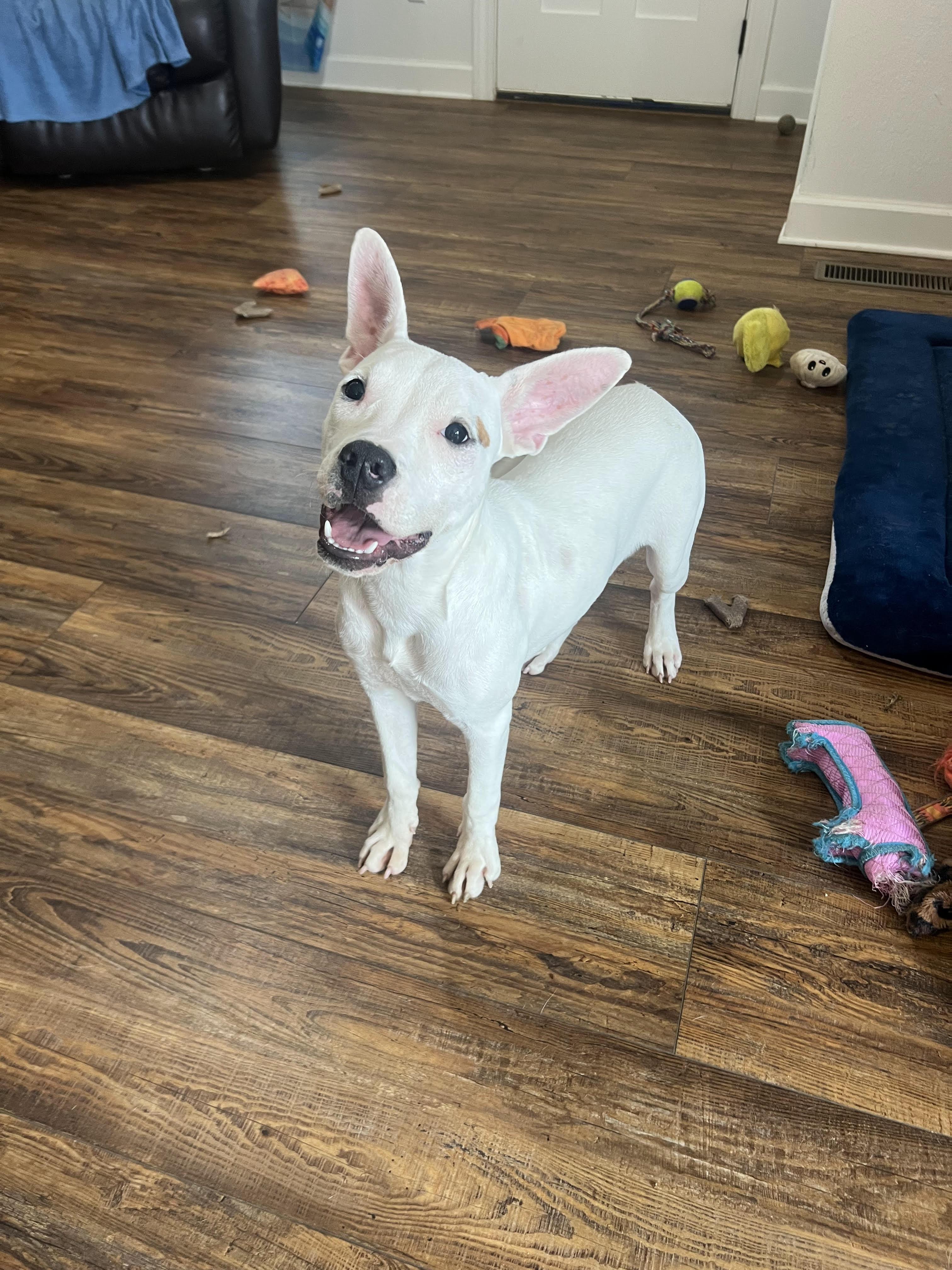 Enlarge Lulu, a Adoptable mixed breed in Medfield, MA image 3/5