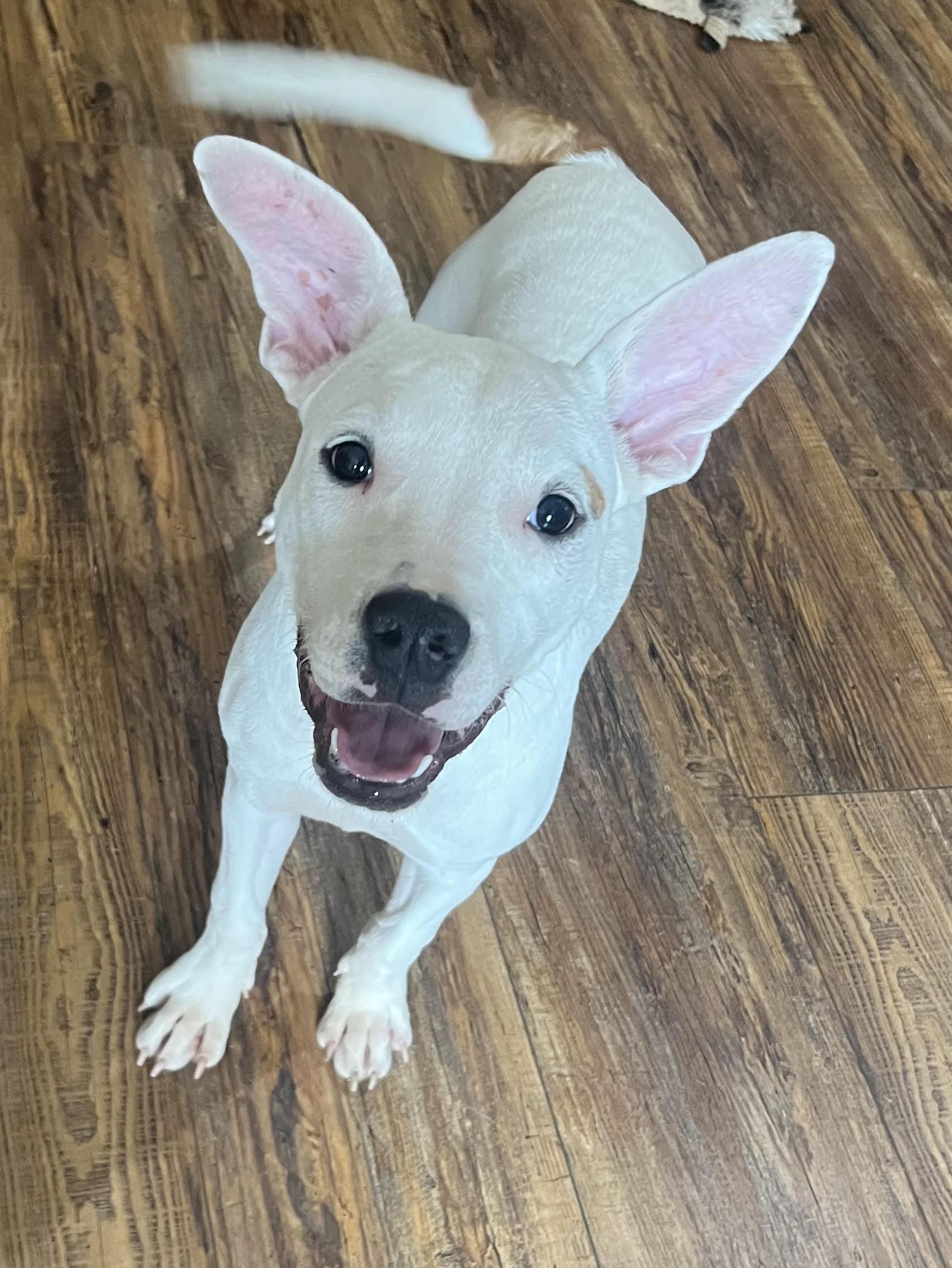 Enlarge Lulu, a Adoptable mixed breed in Medfield, MA image 4/5