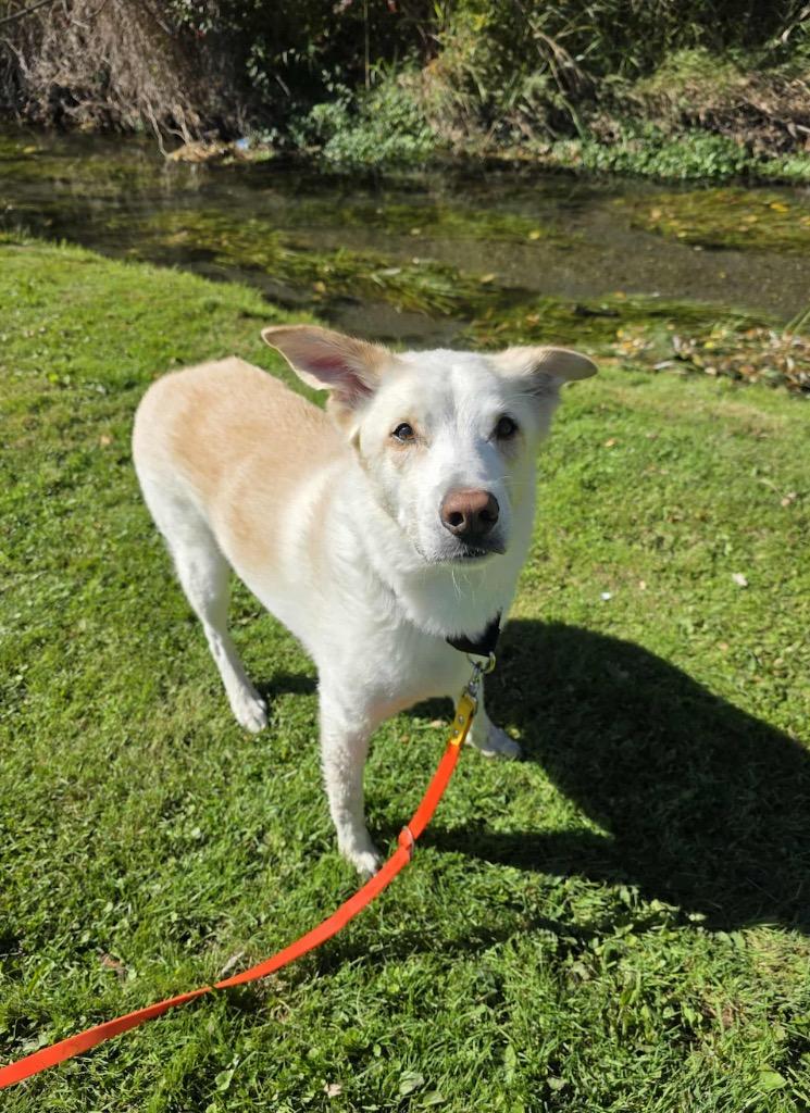 Enlarge Jasper, a Adoptable mixed breed in Liverpool, NY image 2/3