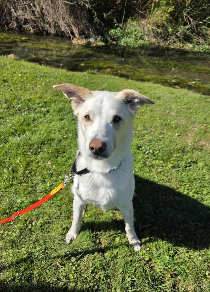 Enlarge Jasper, a Adoptable mixed breed in Liverpool, NY image 3/3
